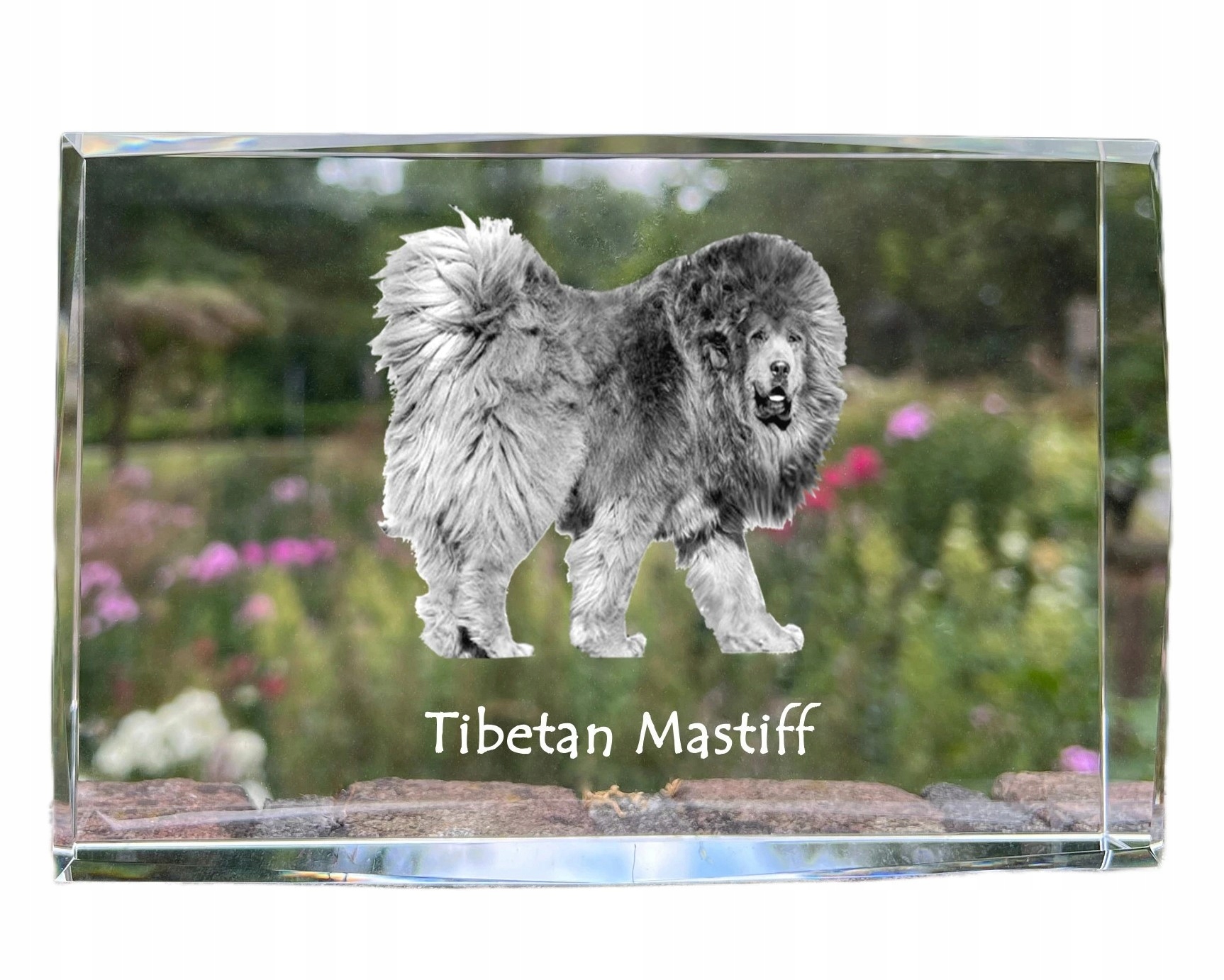 Tibetský mastif fotografia psa v kryštáli, suvenír, trofej, poďakovanie