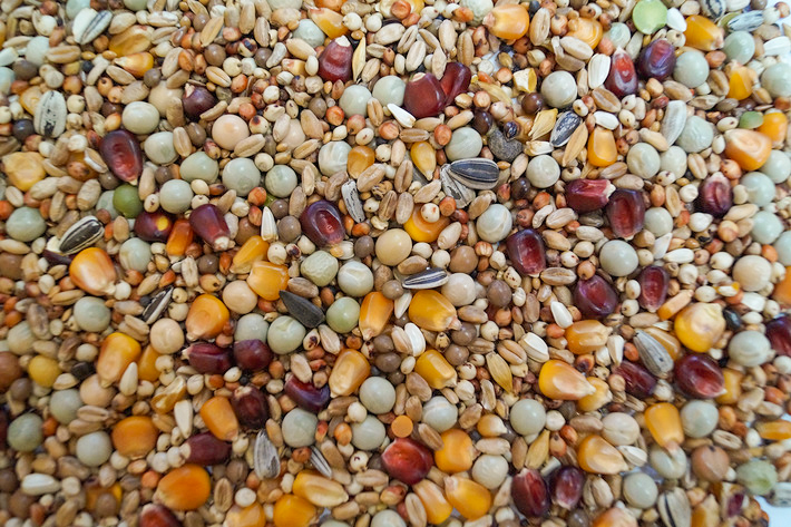 Karma Lotowa Sport 25kg, Ls, Gold Wings