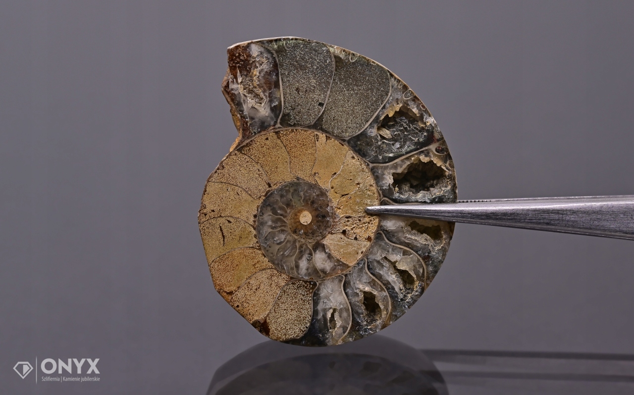 Amonit z Madagaskaru nepravidelný 40x33 mm