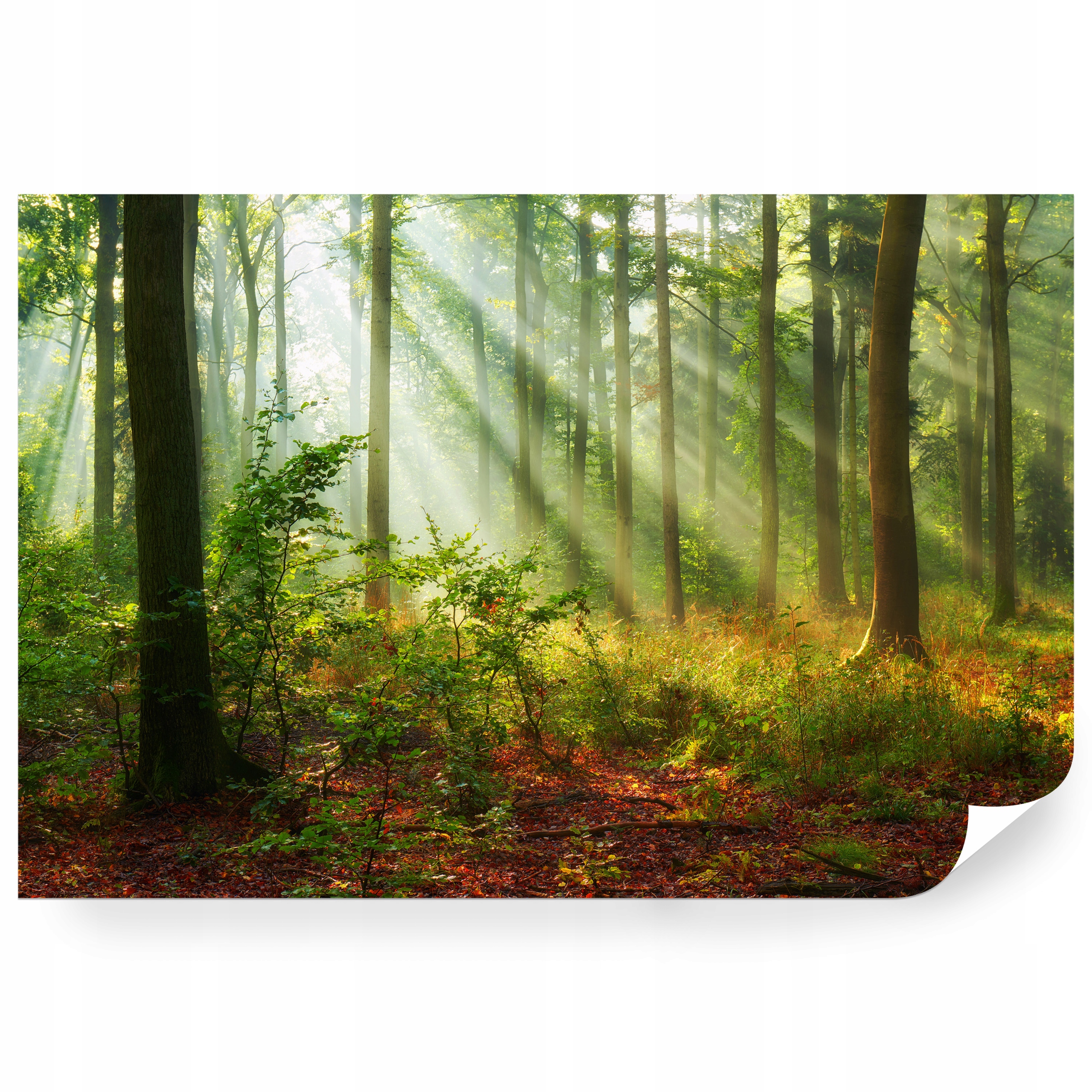 Fototapeta samolepicí Ranní Les V Mlze A Slunci 360 x 240 cm