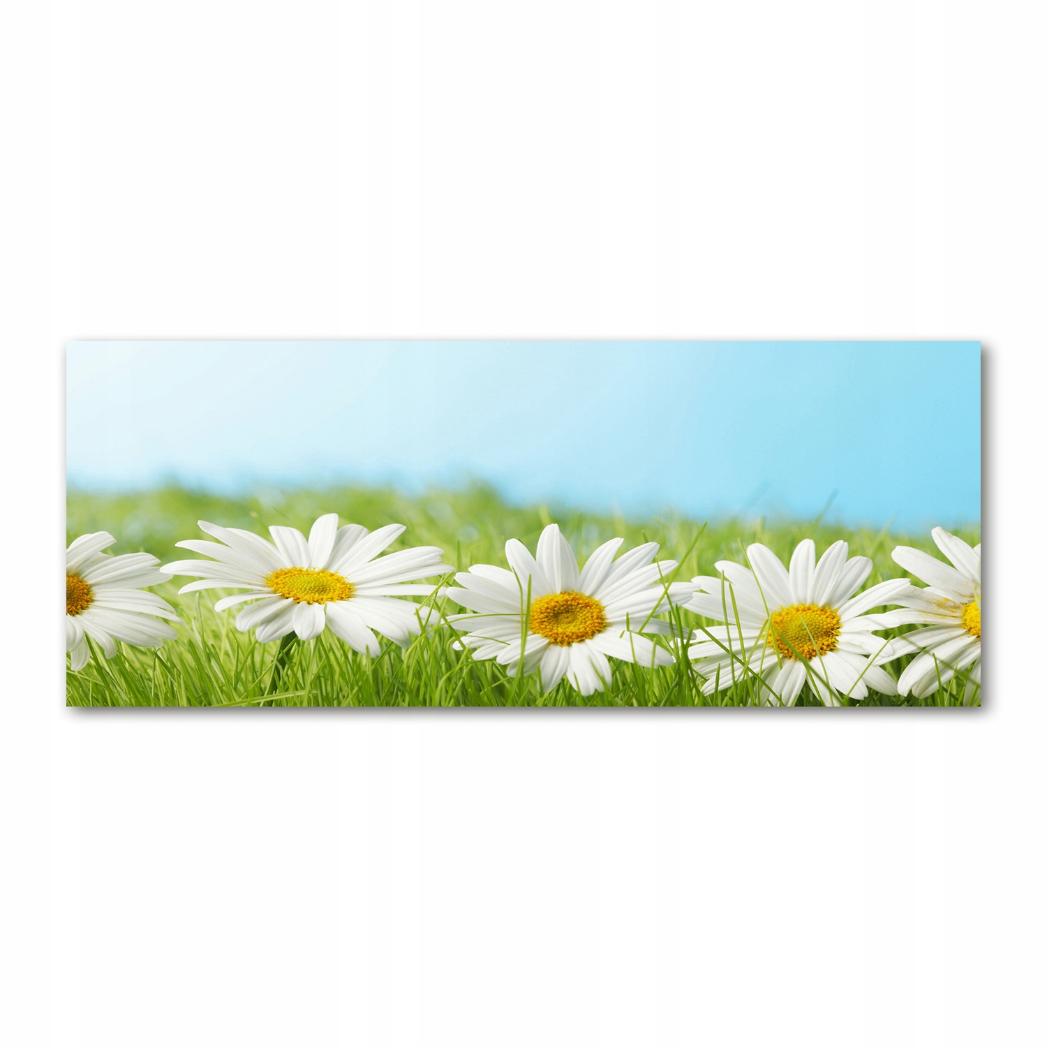 

Foto obraz akryl nowoczesny Stokrotki 125x50 cm