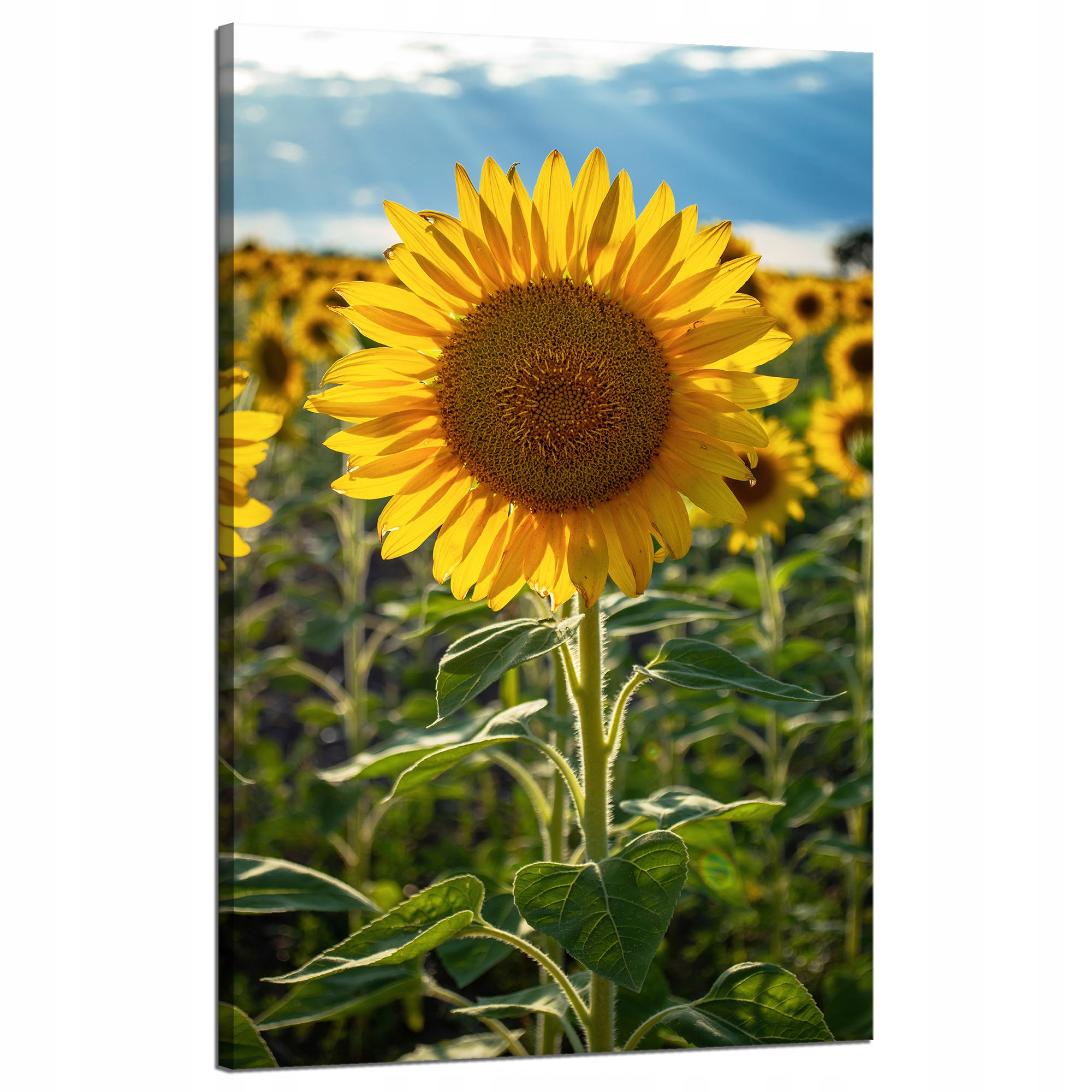 Obraz Canvas Botanika Pole slunečnic 50x80 cm