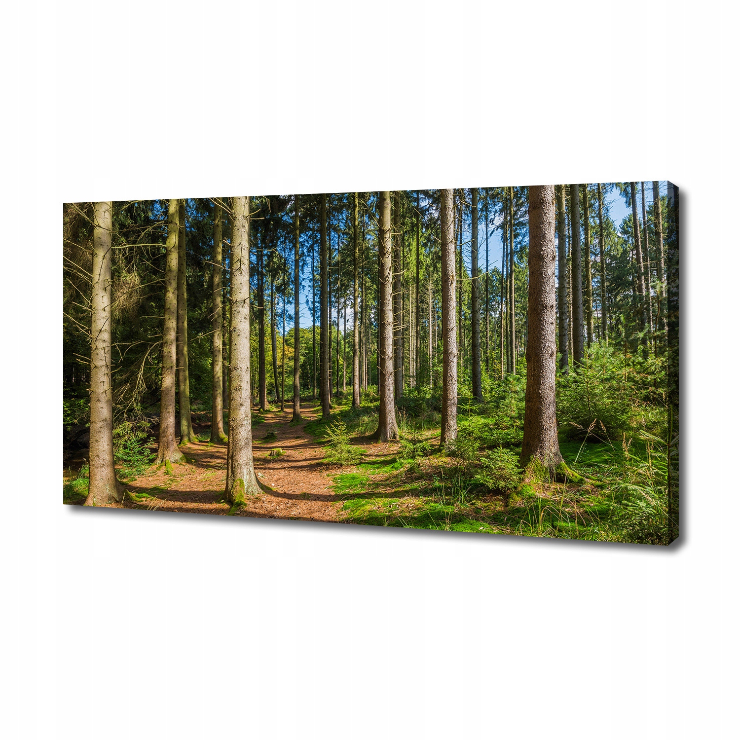 

Foto obraz na płótnie Panorama lasu 140x70 cm