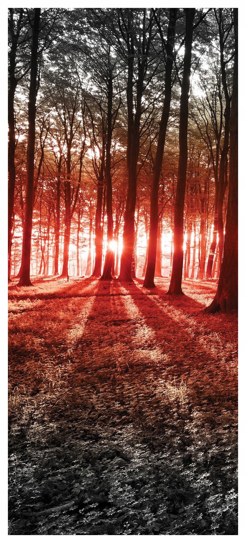 Samolepka Fototapeta Les Světlo a stín Západ Slunce Naděje 91x211