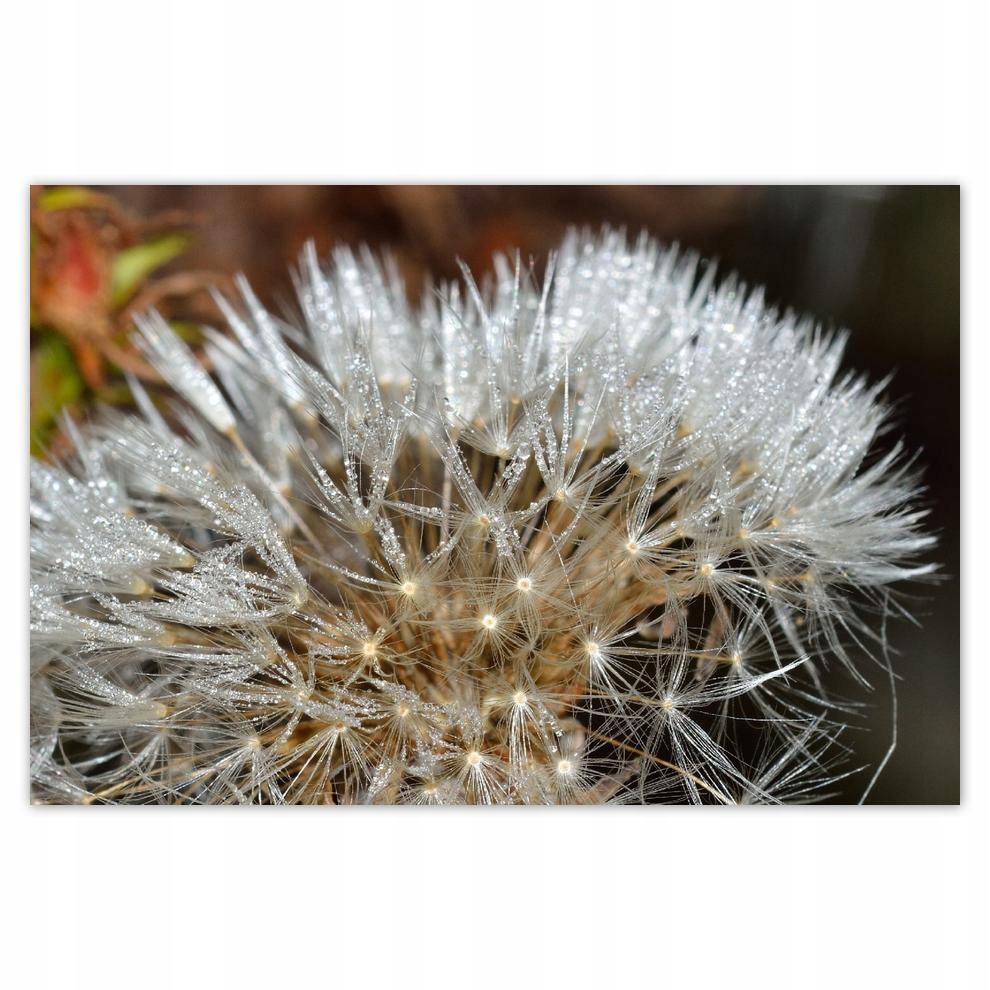 

Plakat 93x62 Dmuchawiec Kwiat Kwiatki