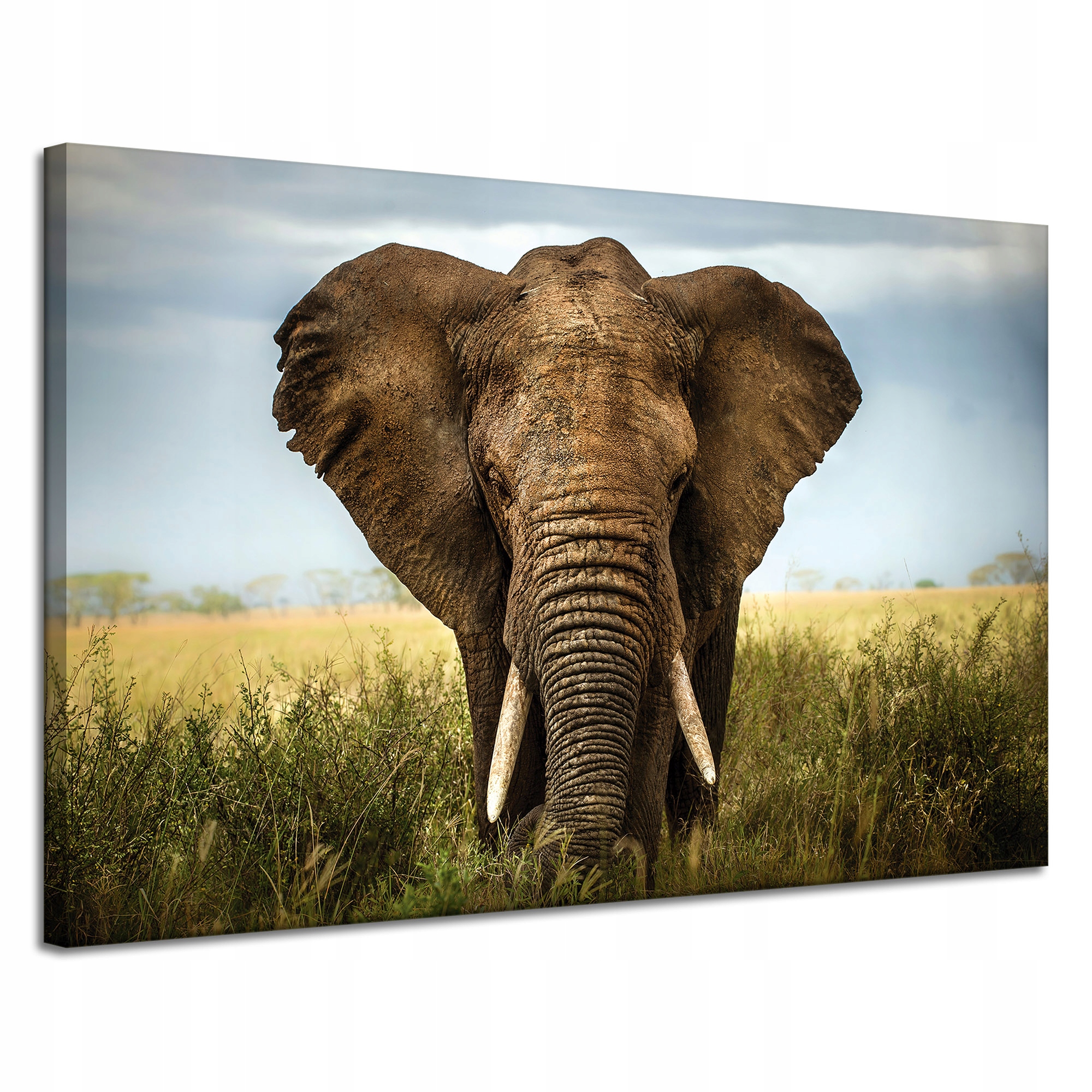 Obraz na plátně Slon v Vysoké Trávě Afrika 120x80 cm Ideální jako dárek