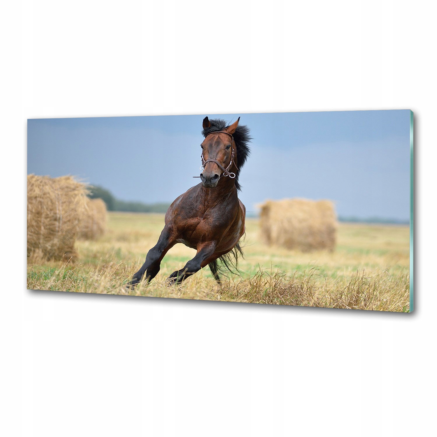 Panel do kuchyne Kôň v cvale 125 x 50 cm Lepidlo