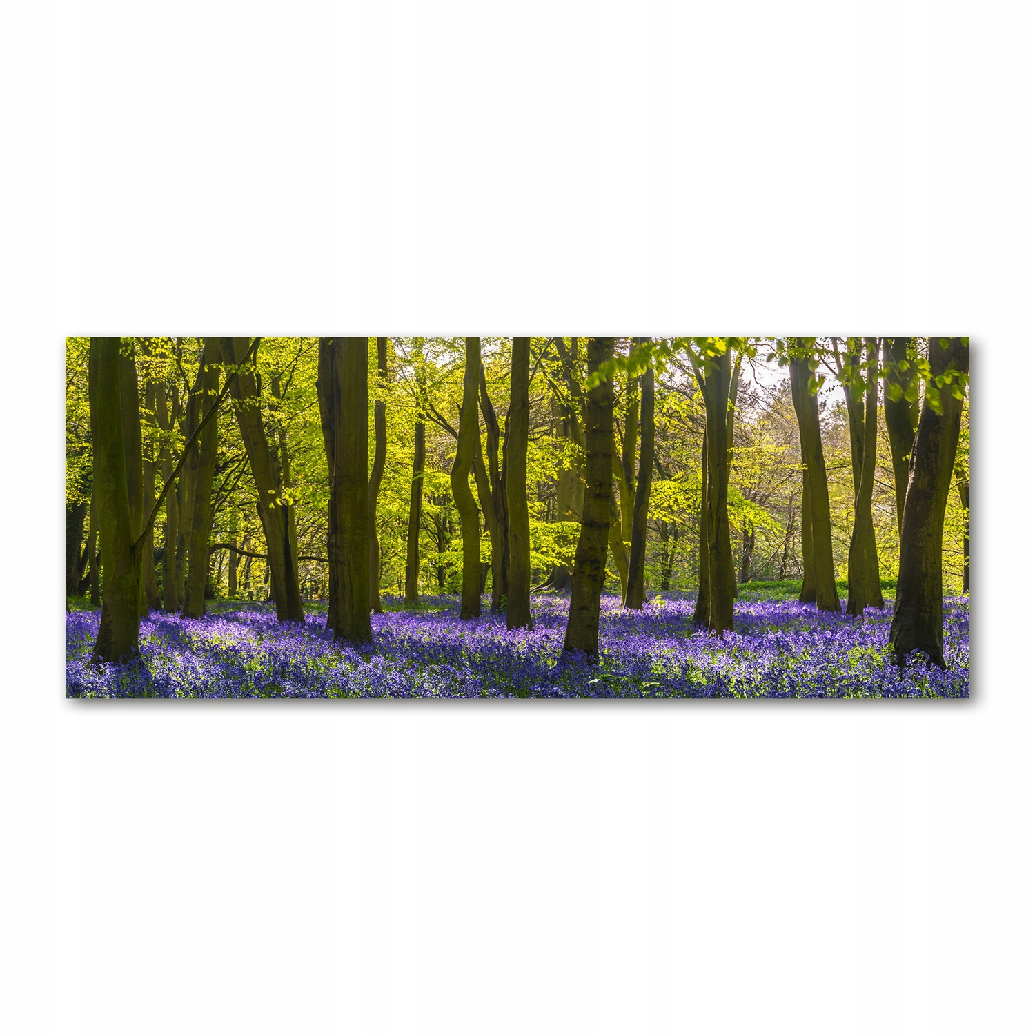 

Foto obraz na szkle akrylowym Las wiosną 125x50 cm