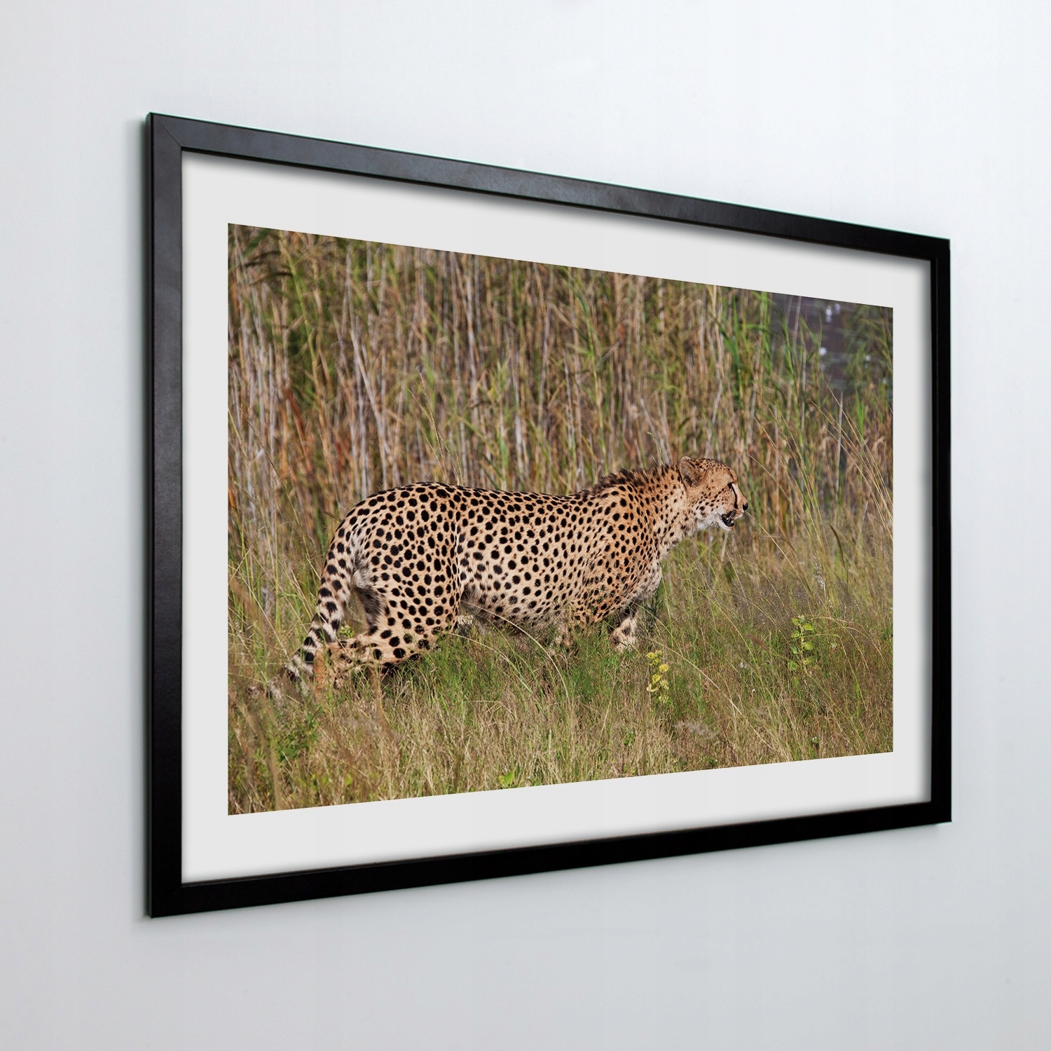 Obraz v ráme na stenu Loviaci gepard 100x70 cm