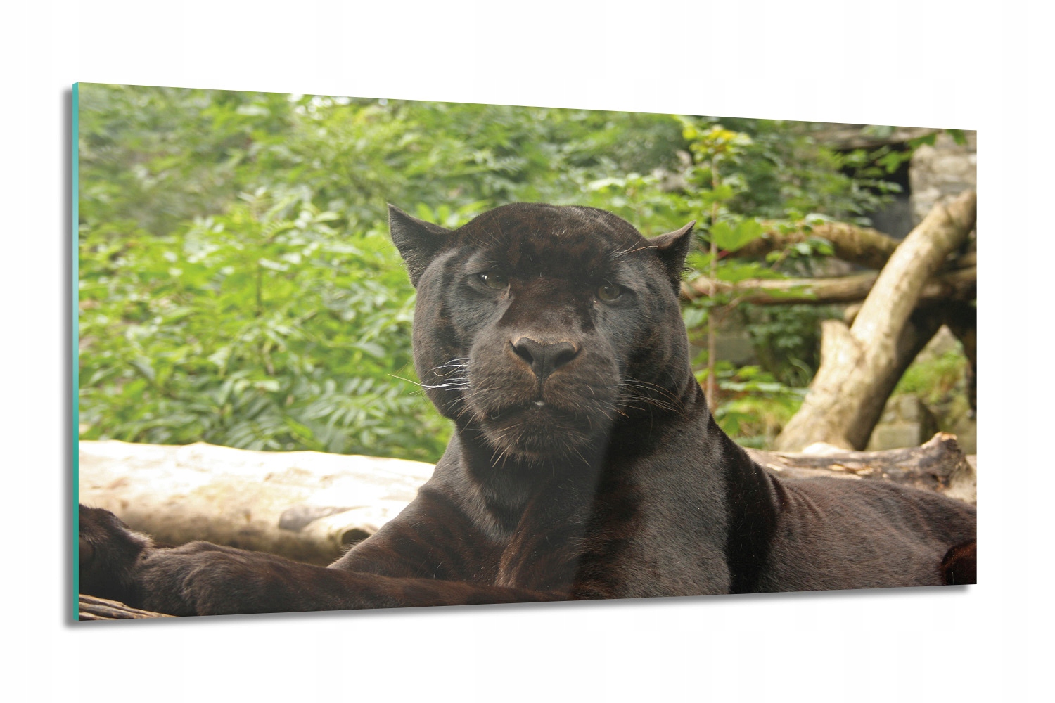 Pantera na větvi Foto na skle do obývacího pokoje 100x60