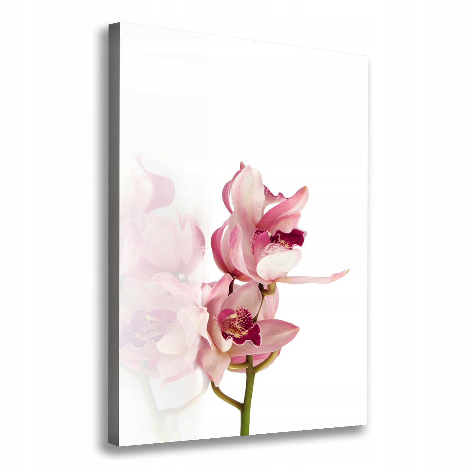 

Foto obraz na płótnie Różowa orchidea 70x100 cm