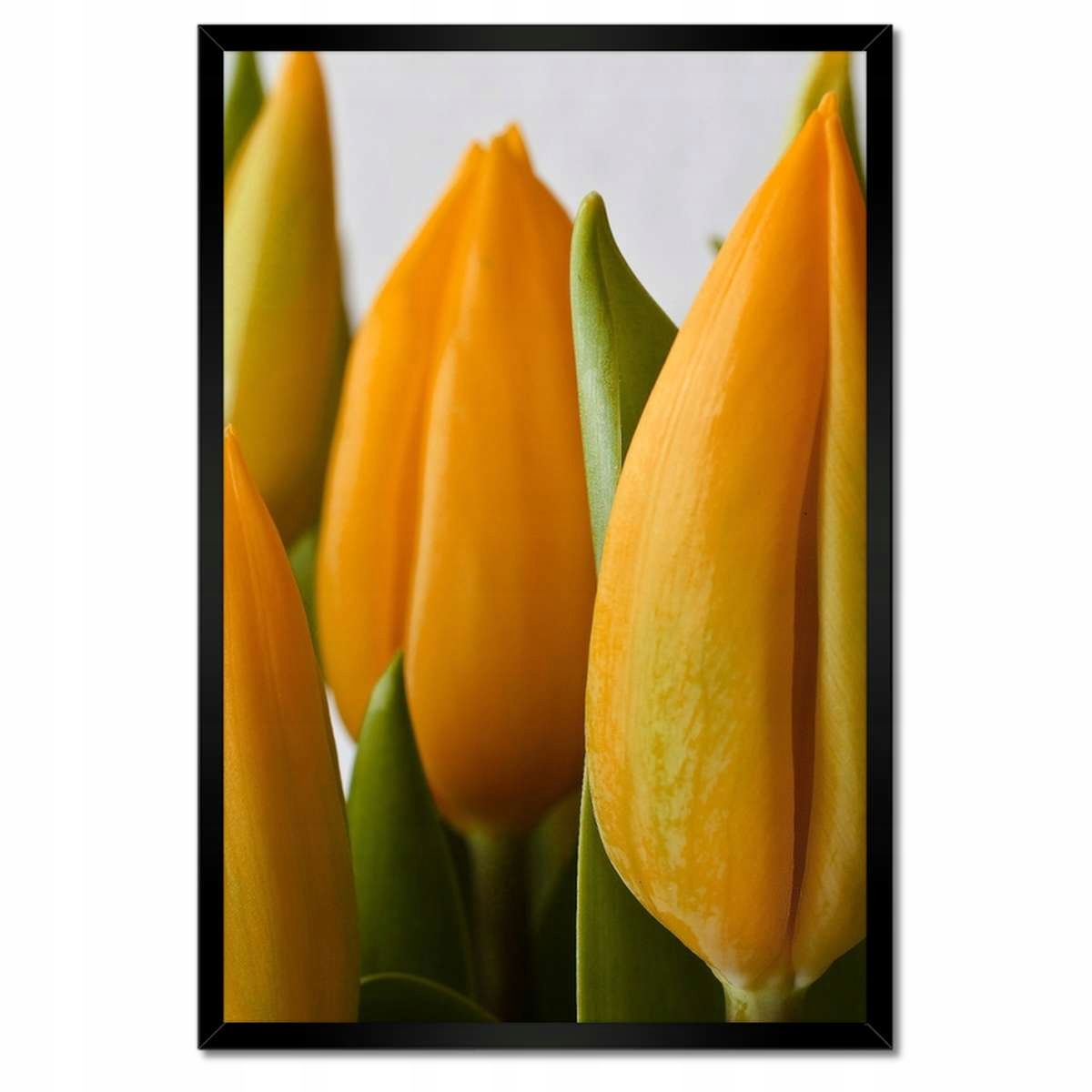 Plakáty v rámu 40x60 Žluté tulipány