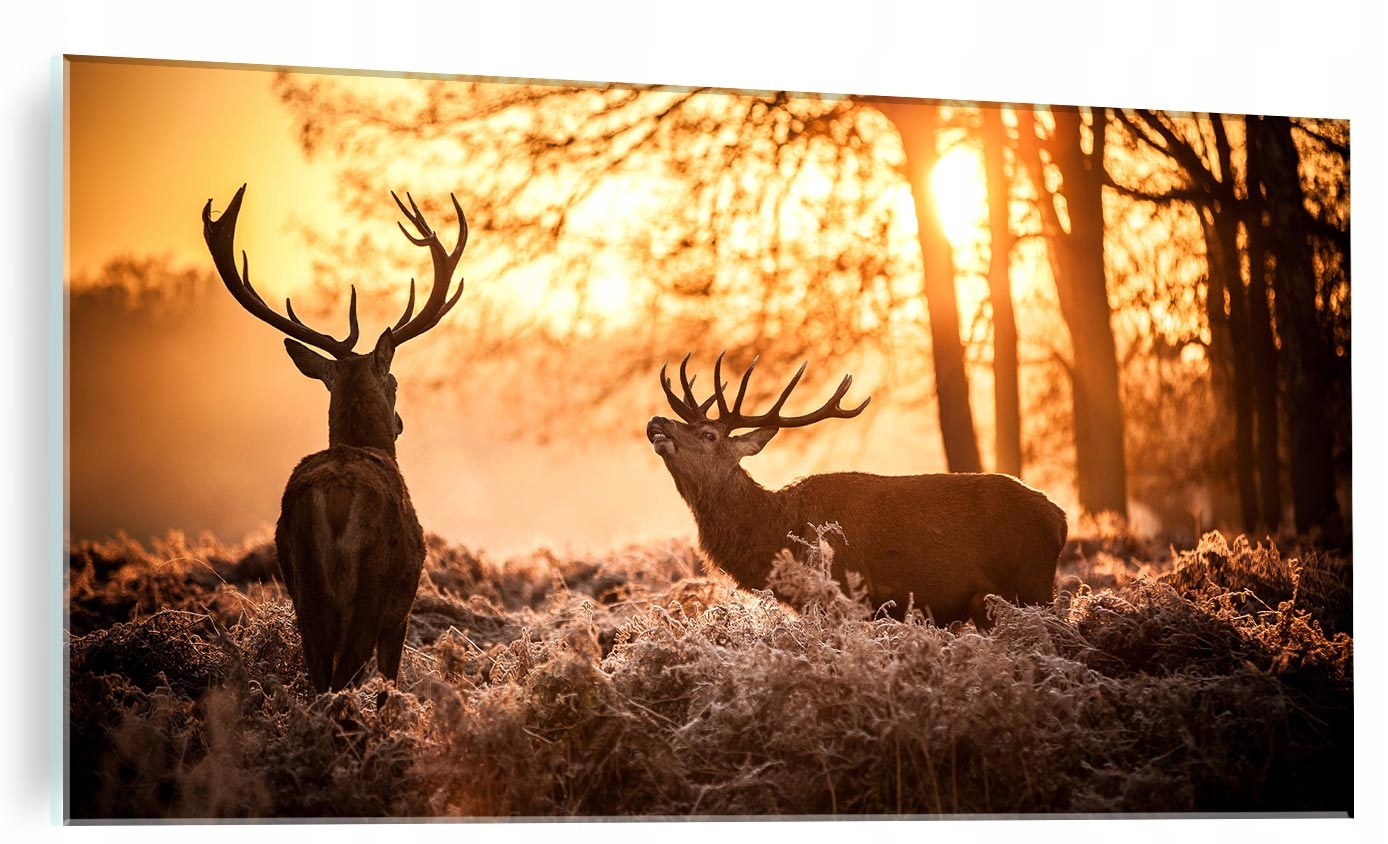

obraz na szkle szklany jeleń jelenie foto 120x60cm