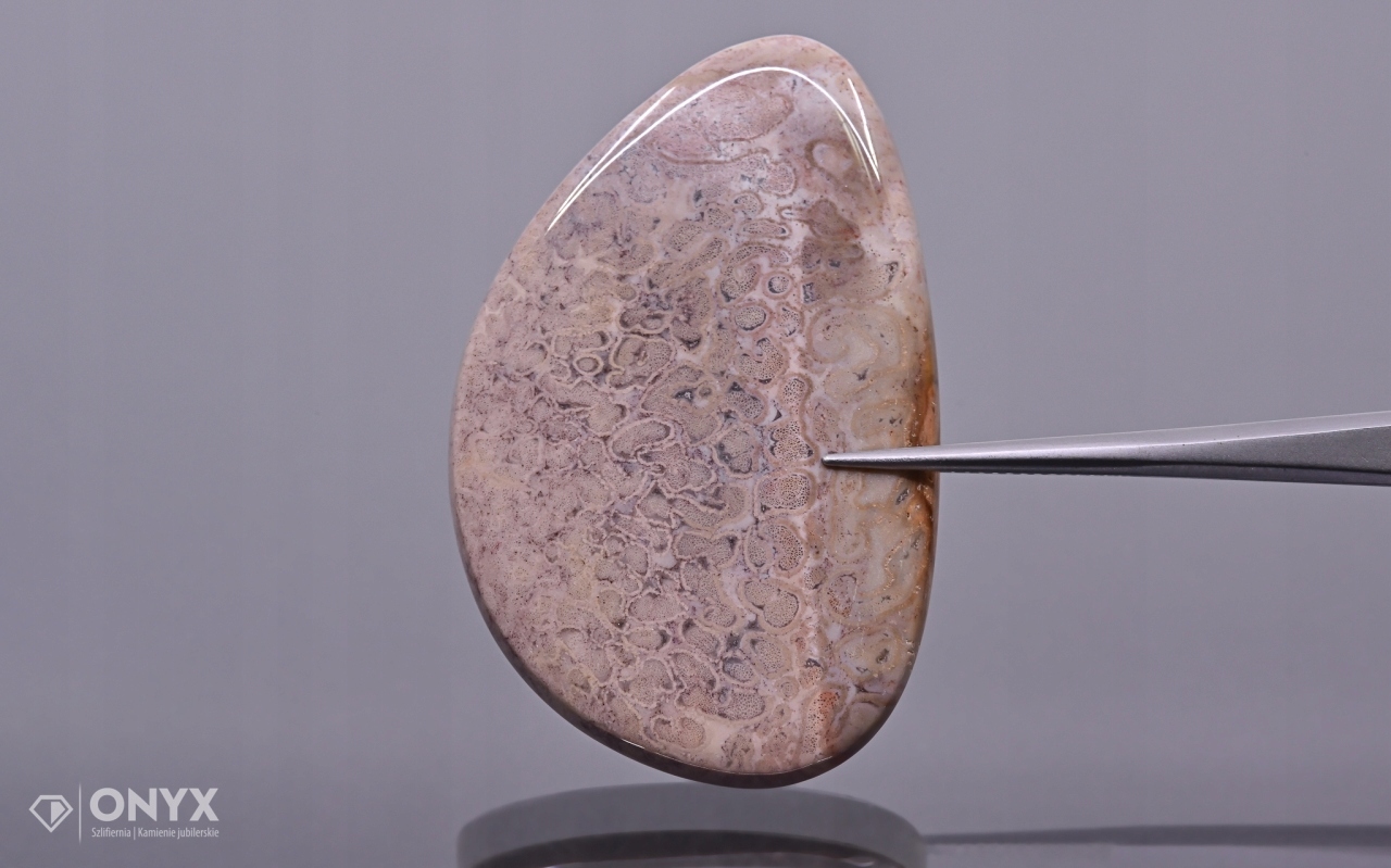 Zkamenělá dlaň konvexní nepravidelná dlažba 40,5x24,5 mm