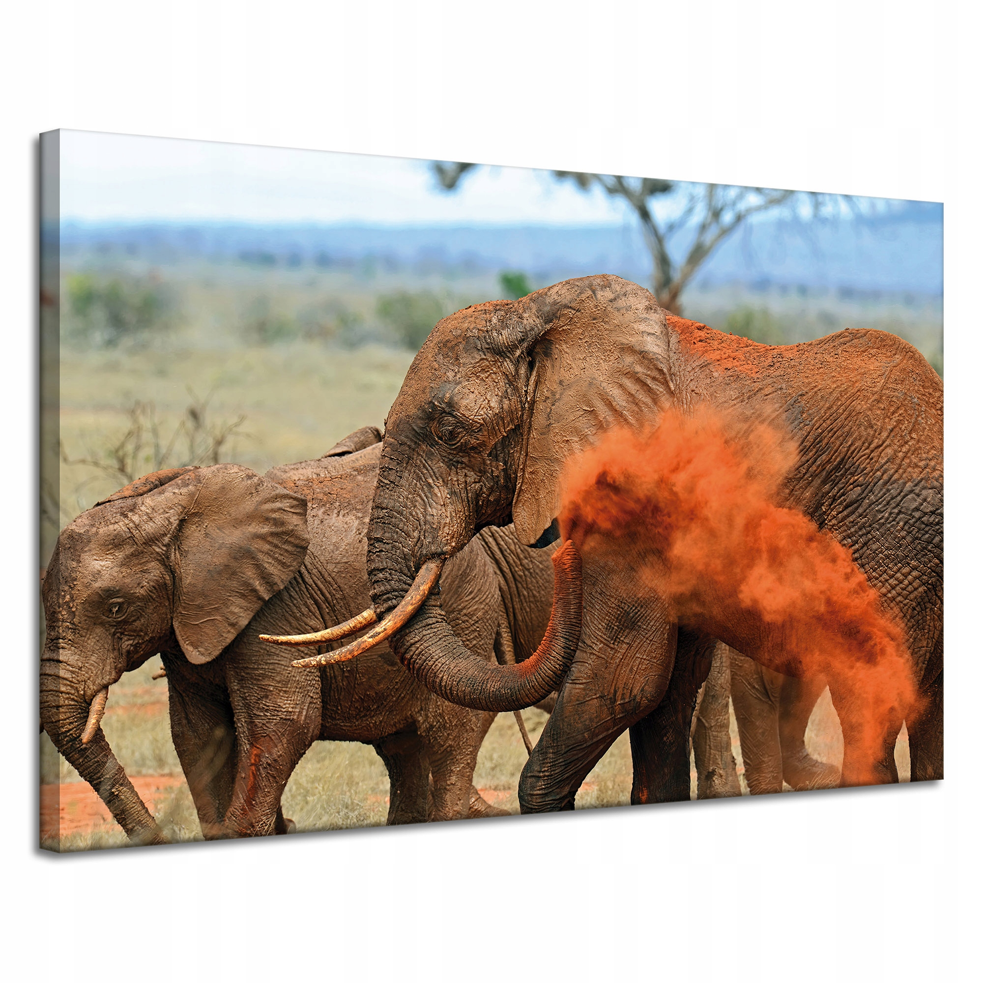 Obraz na plátně Pár slonů Savana Afrika Příroda 120x80 cm