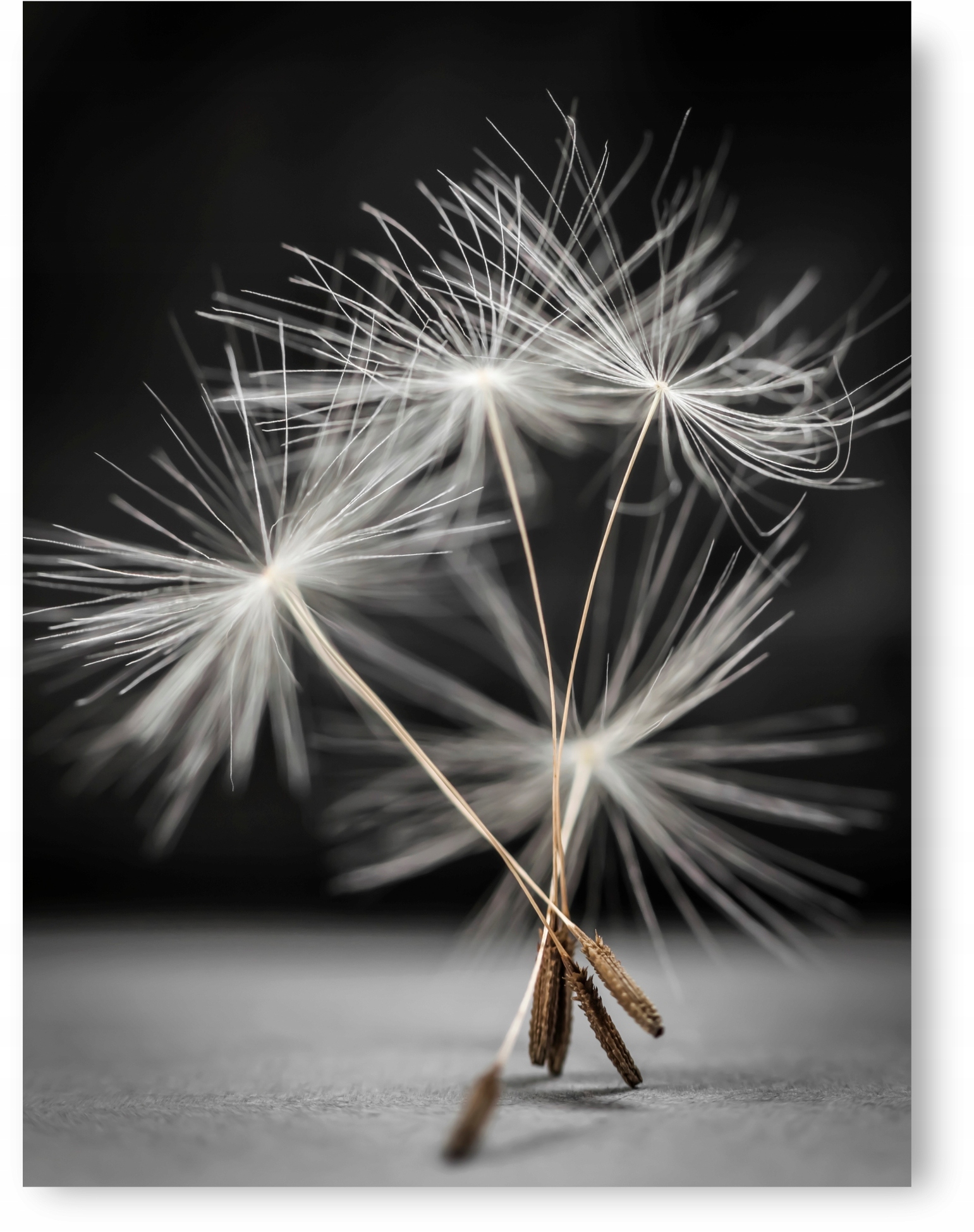 

Dmuchawiec plakat B2 50x70cm #2A2