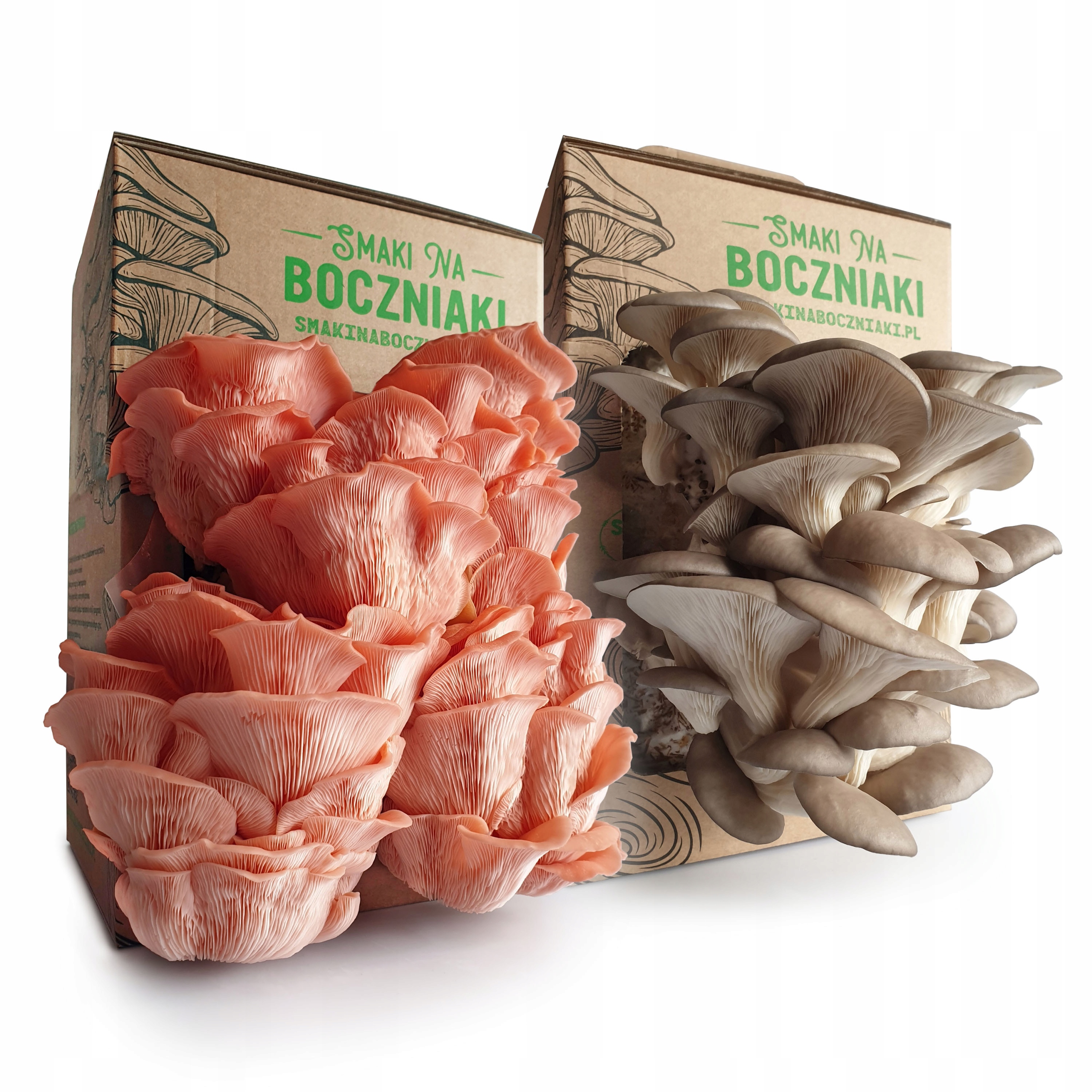 Mix – hlíva ústřičná a růžová pro domácí pěstování