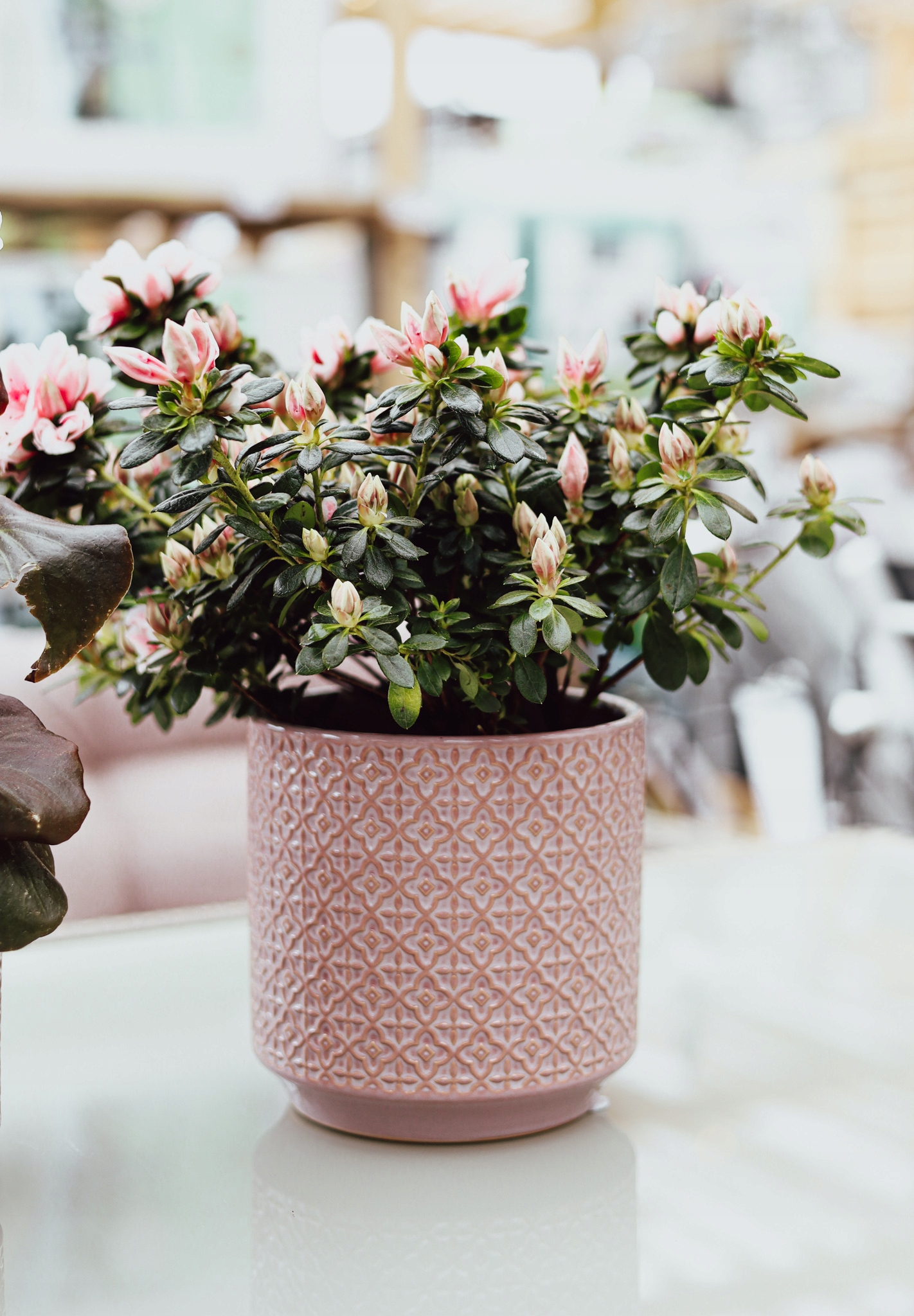 OSŁONKA CERAMICZNA ANDALUZJA L Rodzaj osłonka