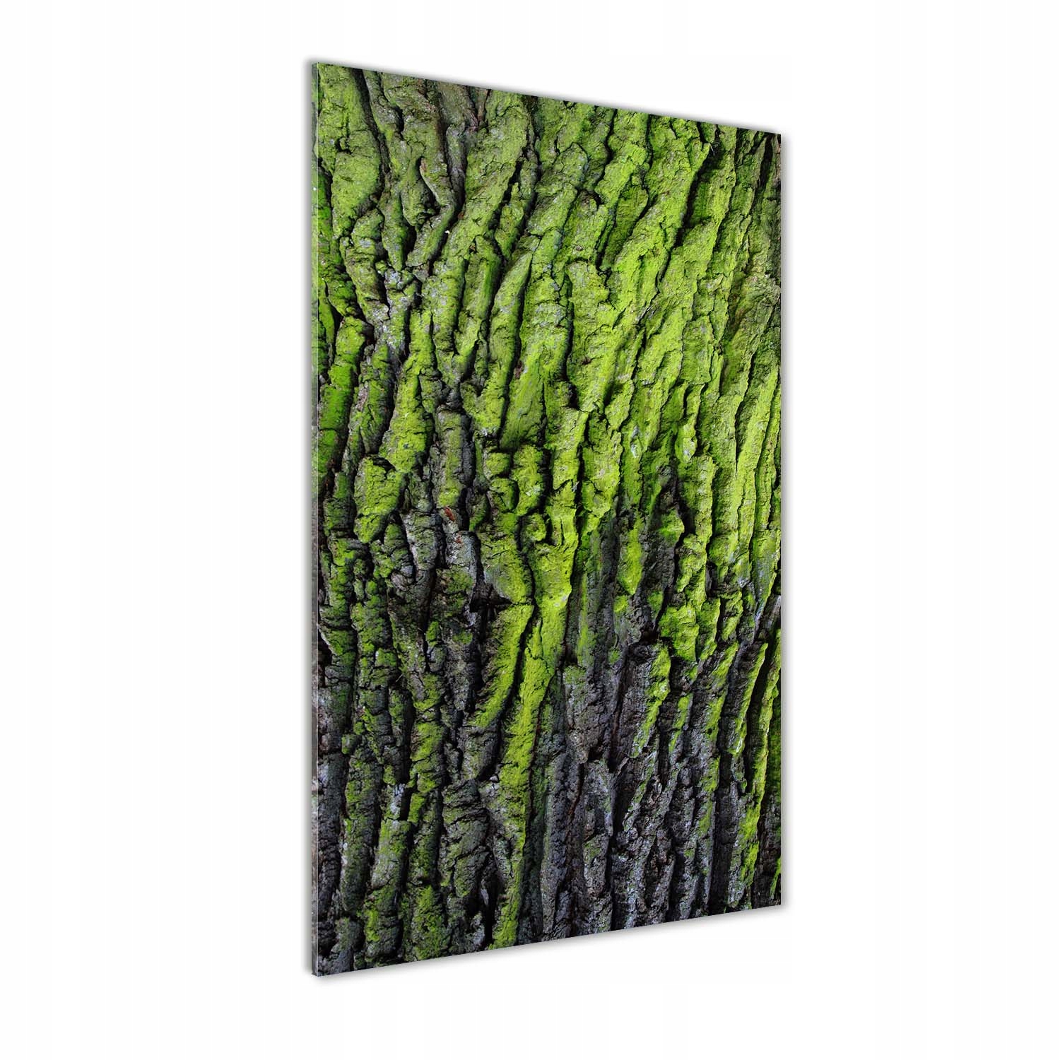 Fotoobraz tvrzené sklo Kůra stromu 50x100 cm