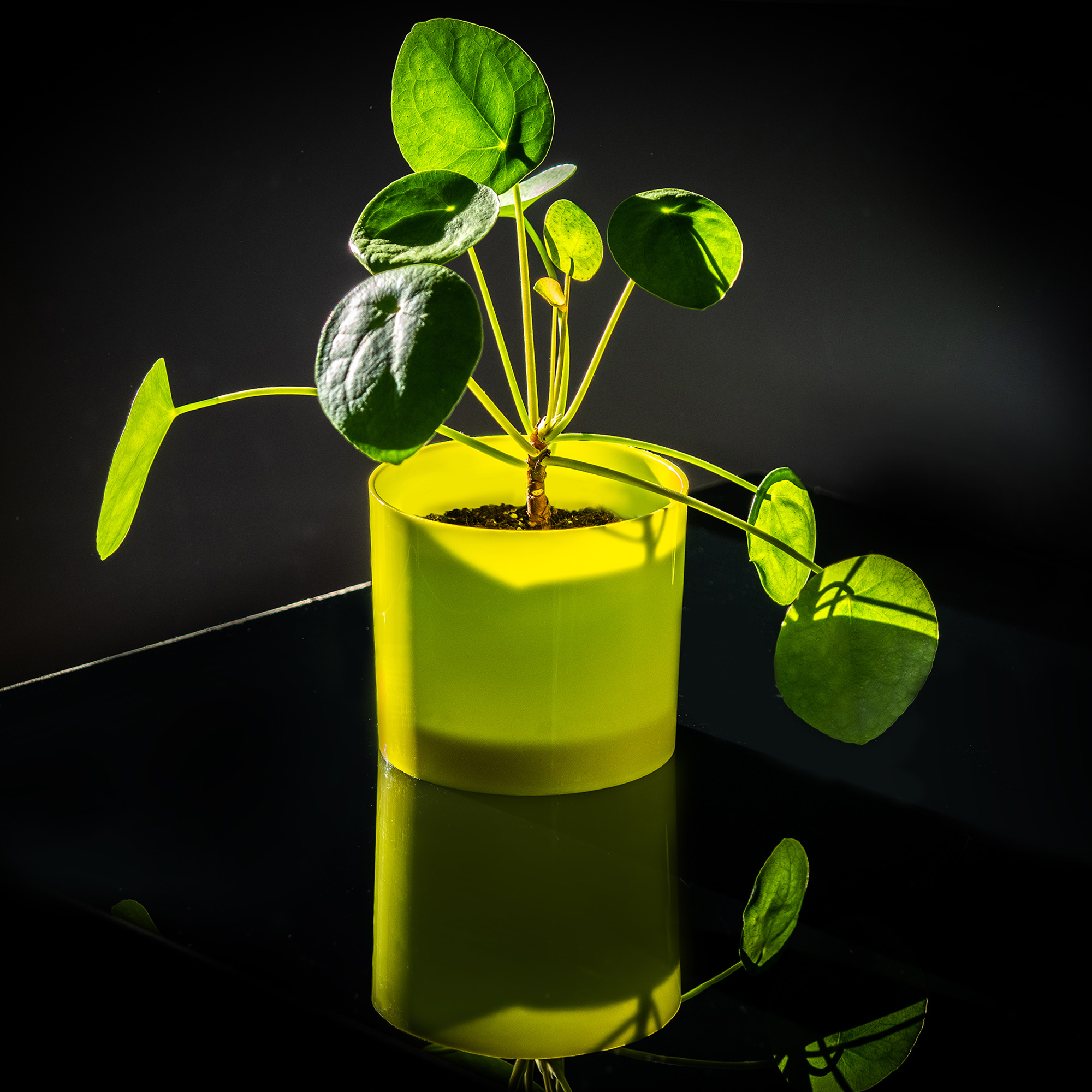 DONICZKA OSŁONKA NA KWIATY OWALNA LIMONKA 9 CM Długość 9 cm