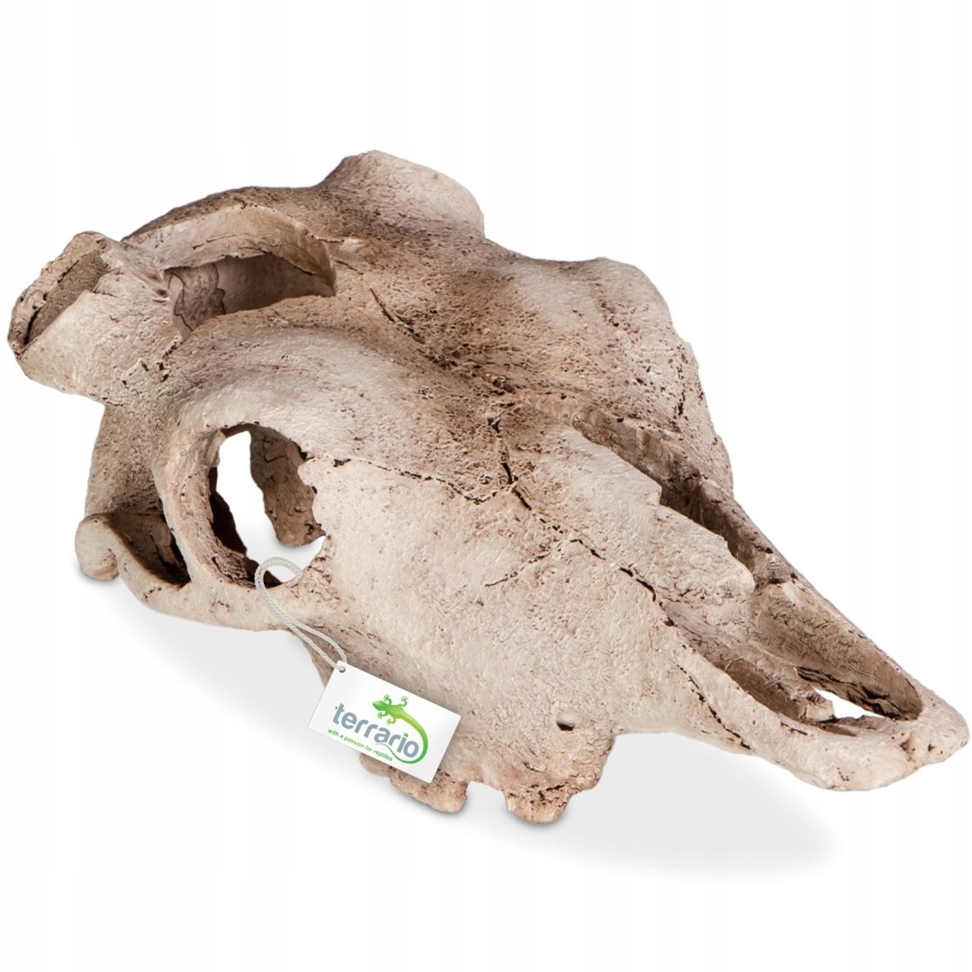 Levně Terrario Buffalo Skull – lebka bizona do terária 21x12x8 cm