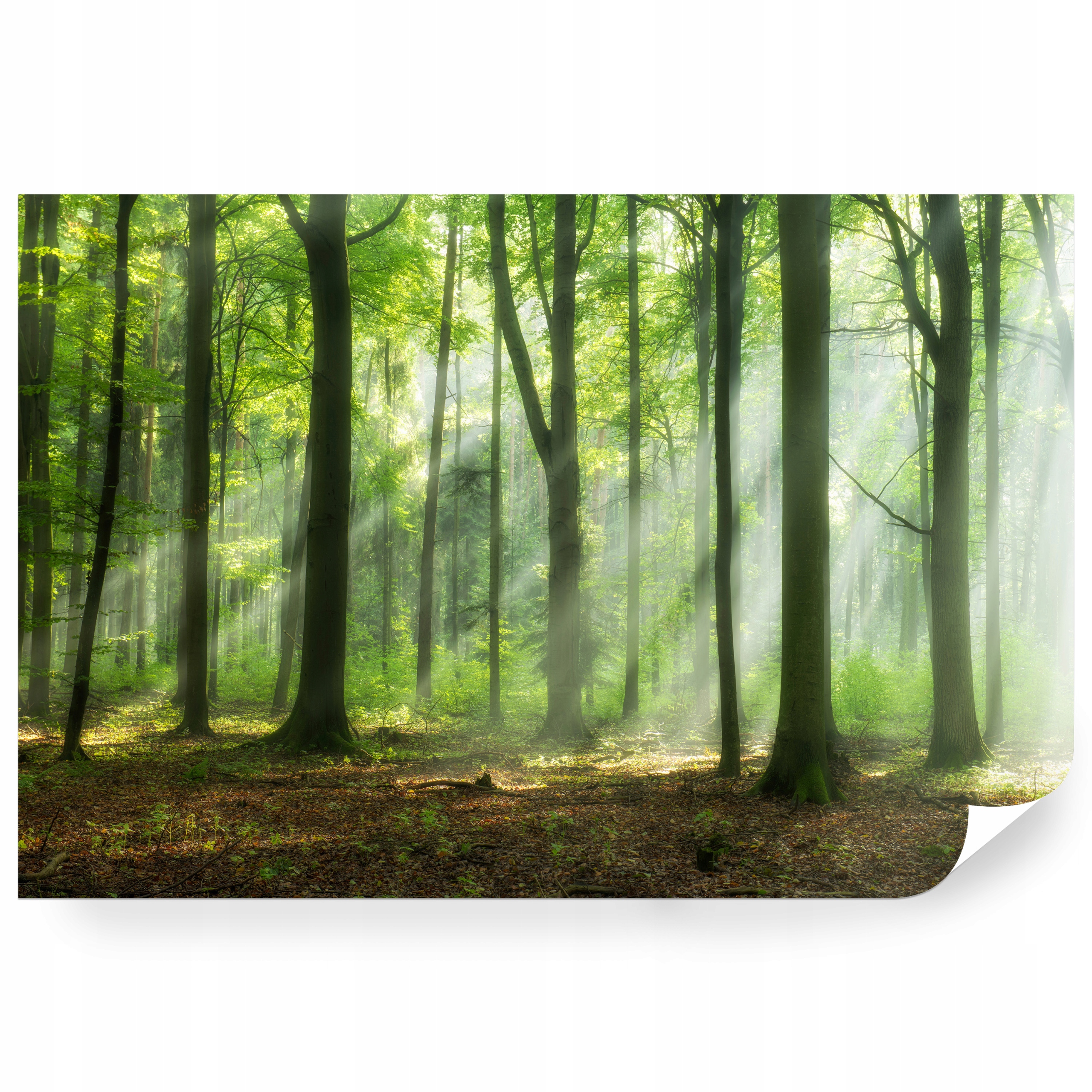 Fototapeta samolepicí Les Po Ránu S Mlhou 416 x 290 cm