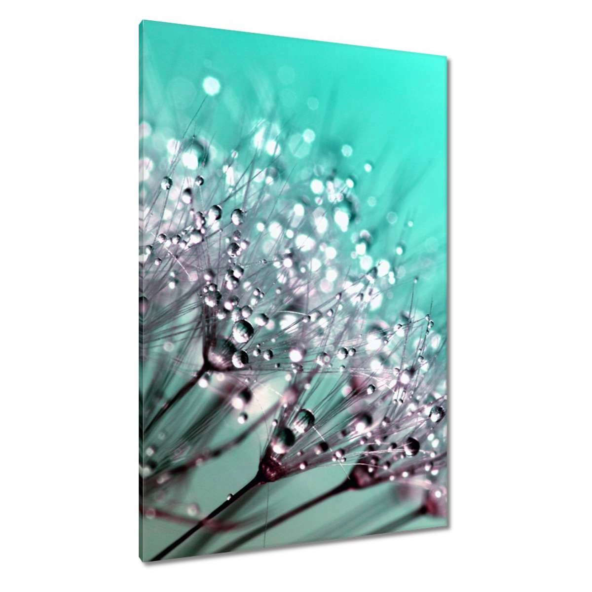 Obrazy 80x120 Kapky rosy Pampeliška