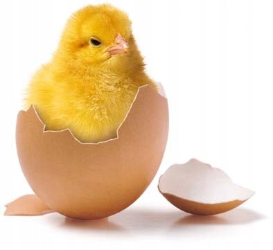 Vejce v prášku vaječný prášek vejce 10 kg