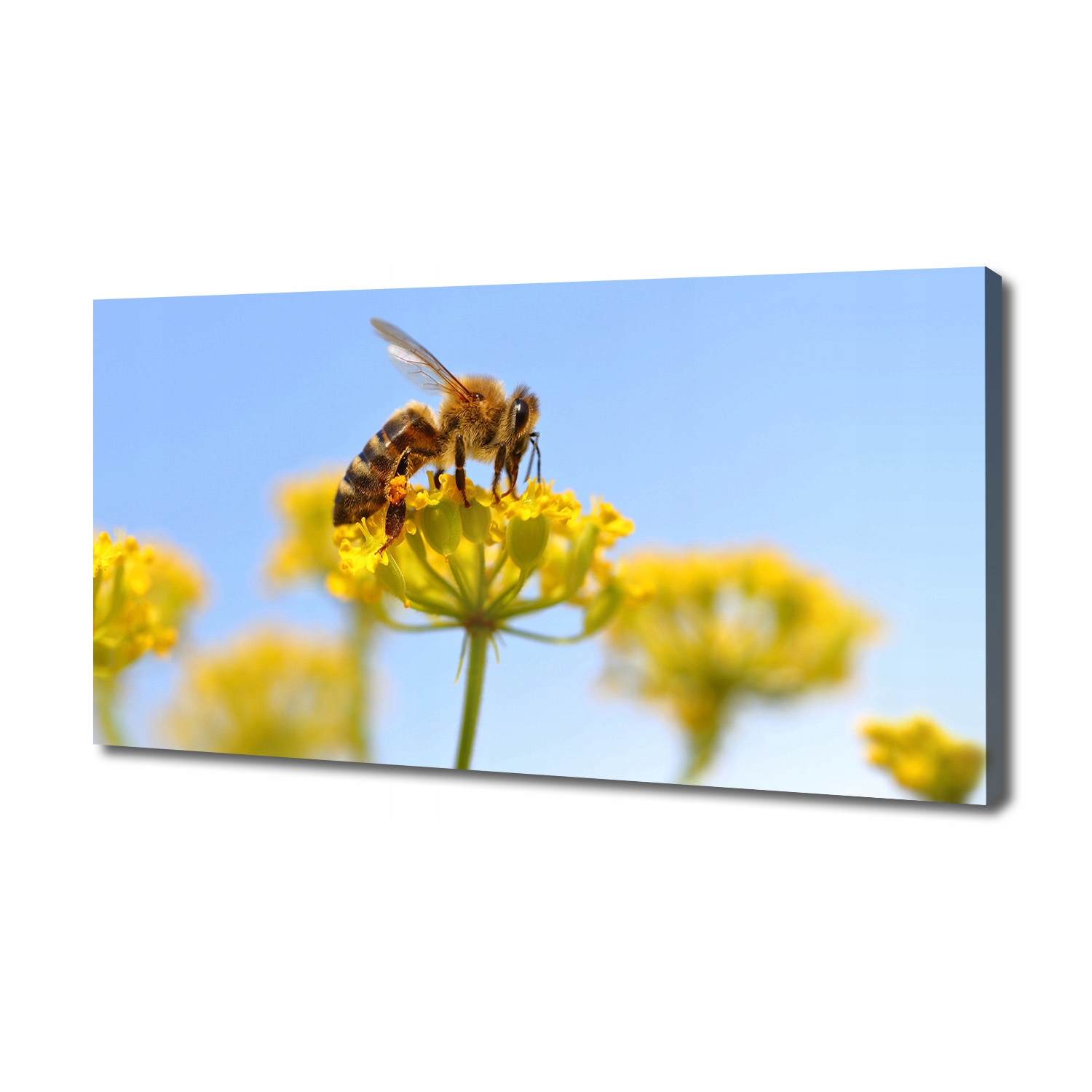 

Foto obraz na płótnie Pszczoła na kwiatku 140x70cm
