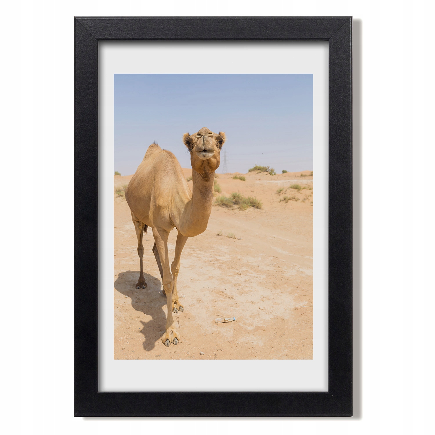 

Wiszący obraz w ramce Wielbłąd na pustyni 20x30