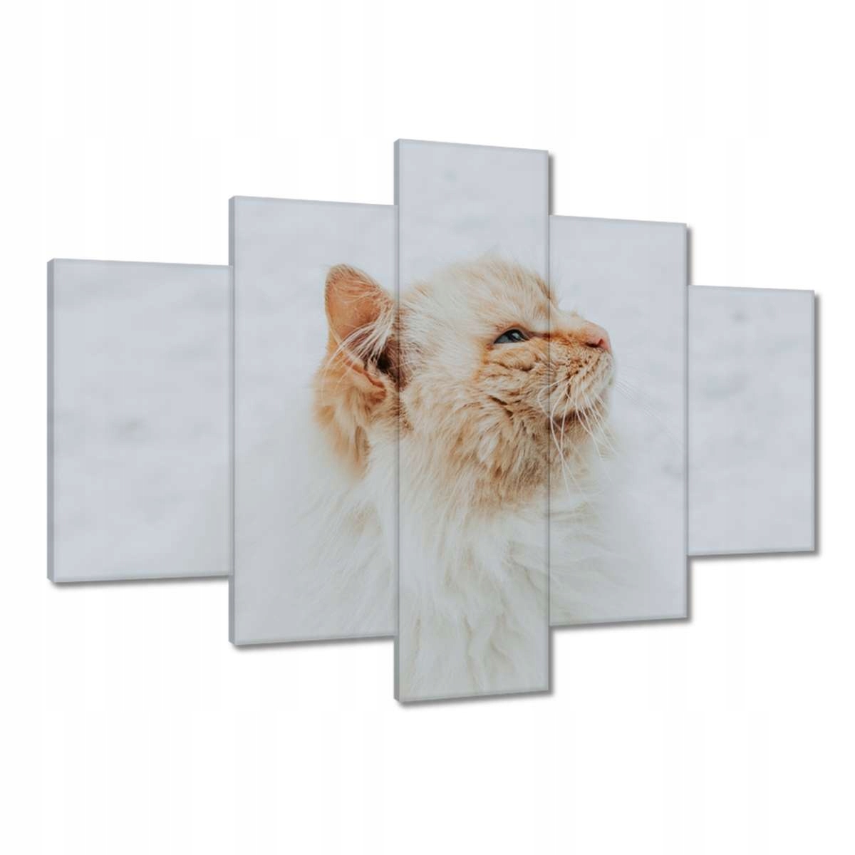 Obrazy 150x105 Kočka Kotě Kočky