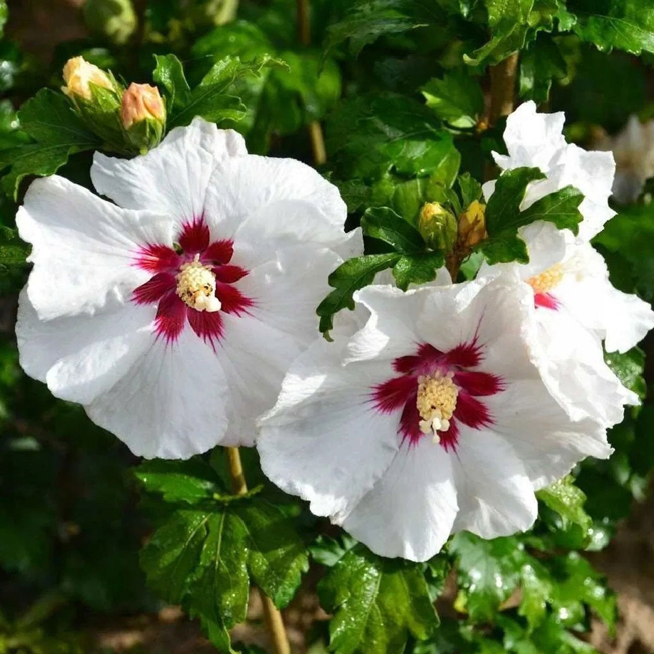 ГИБИСКУС КРАСНОЕ СЕРДЦЕ, СИРИЙСКАЯ КЕТМИЯ ОБИЛЬНО ЦВЕТЕТ ДО СЕНТЯБРЯ