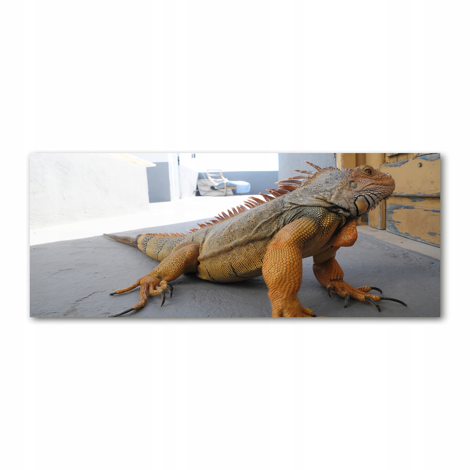 

Foto obraz duży na szkle akrylowym Iguana 125x50cm