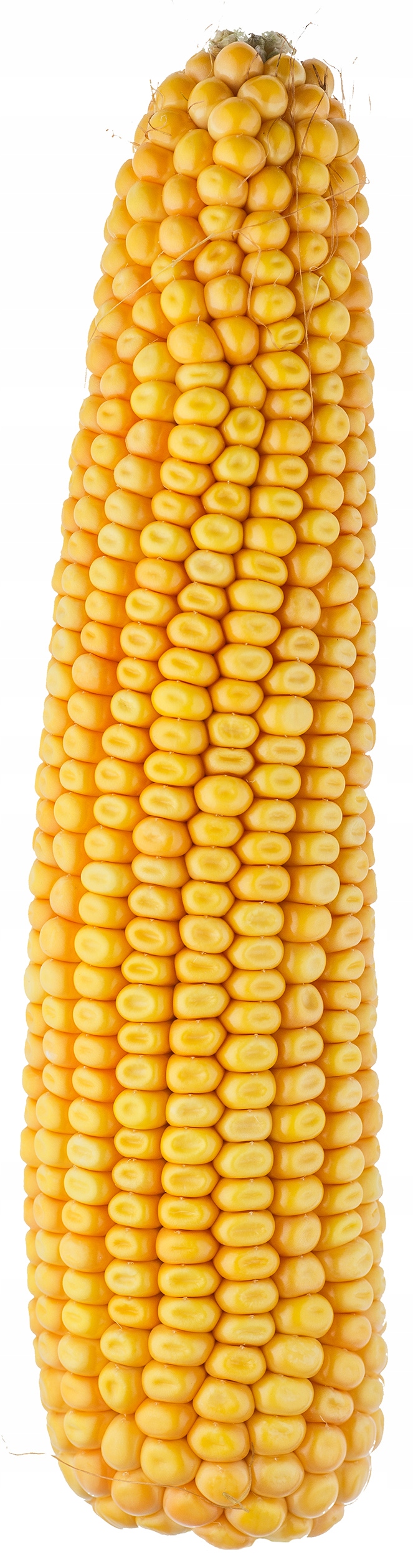 

Nasiona Kukurydzy Kukurydza Sm Boryna C/1 Fao 250