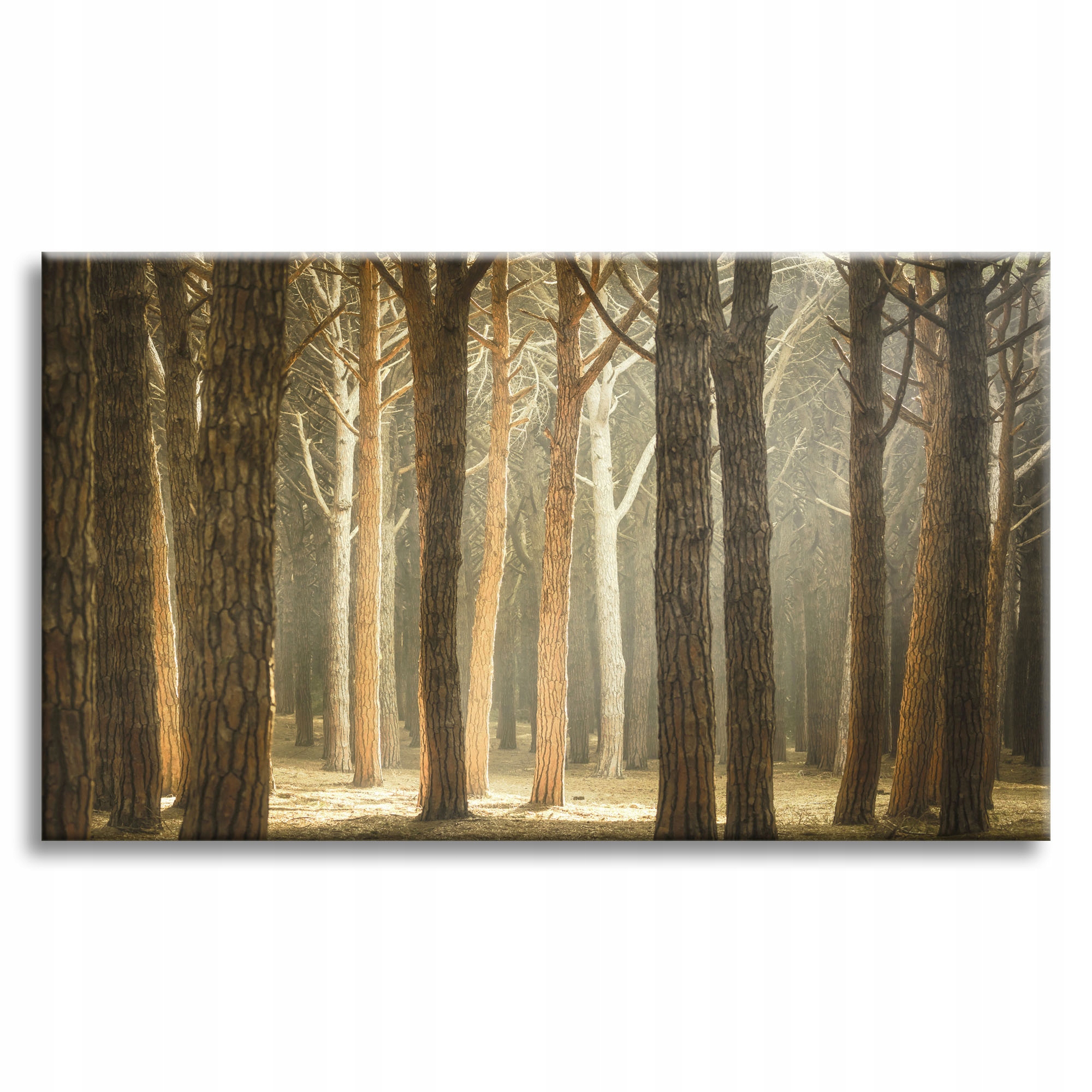 Obraz na plátně Stromy Světlo Příroda Les 90x60 cm Ideální jako dárek