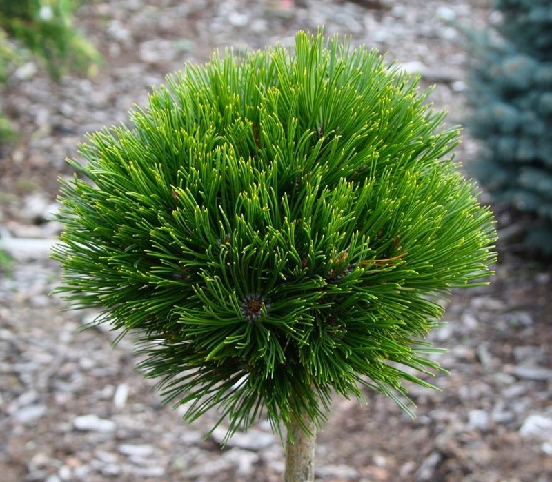 Сосна горная карликовая. Сосна Гельдрейха Шмидта. Сосна Pinus mugo Varella. Сосна Горная Varella Варелла. Pinus leucodermis Smidtii.