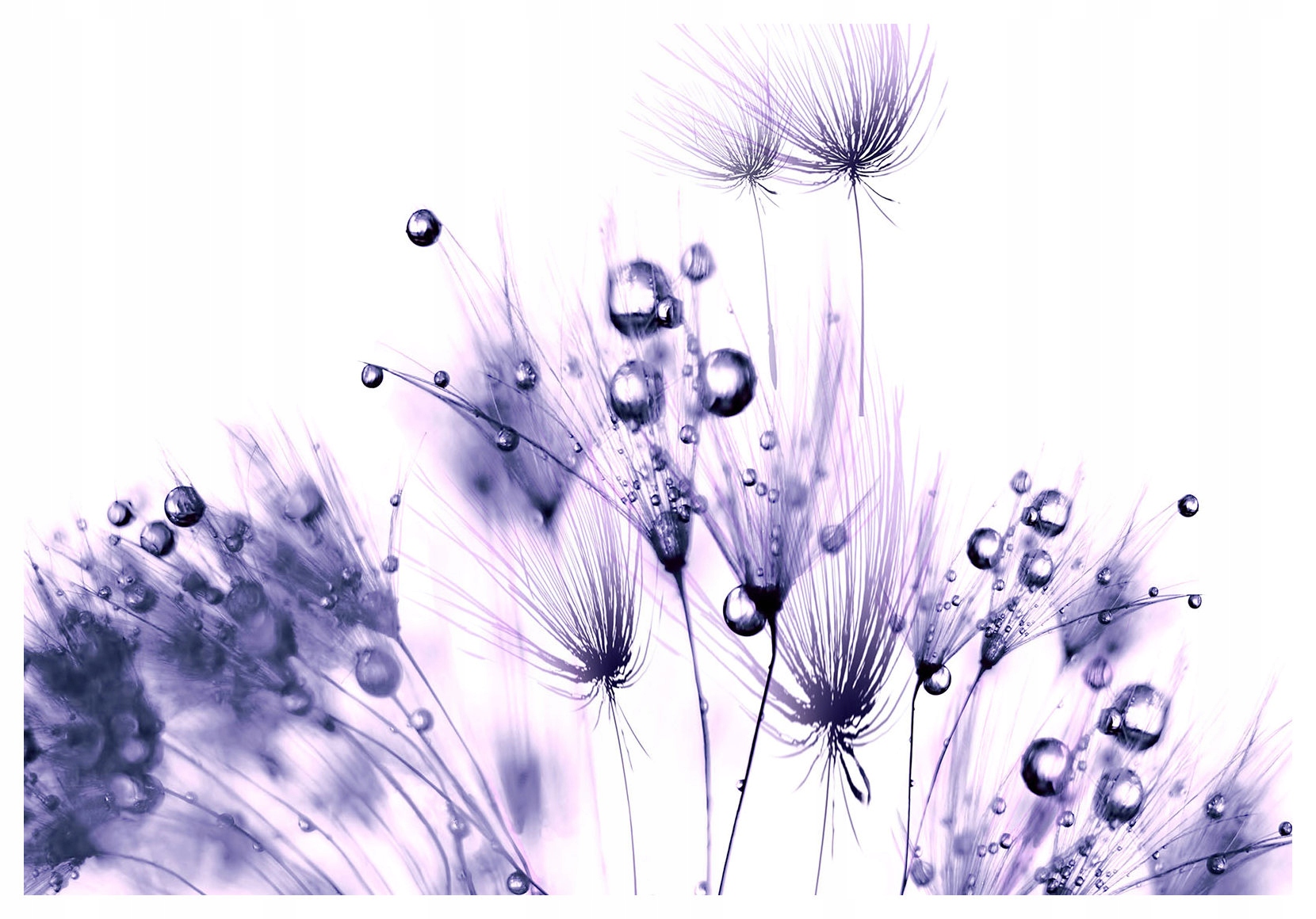 Fototapeta Rosa a pampeliška – jemnost makrosvěta 200x140 lepidlo