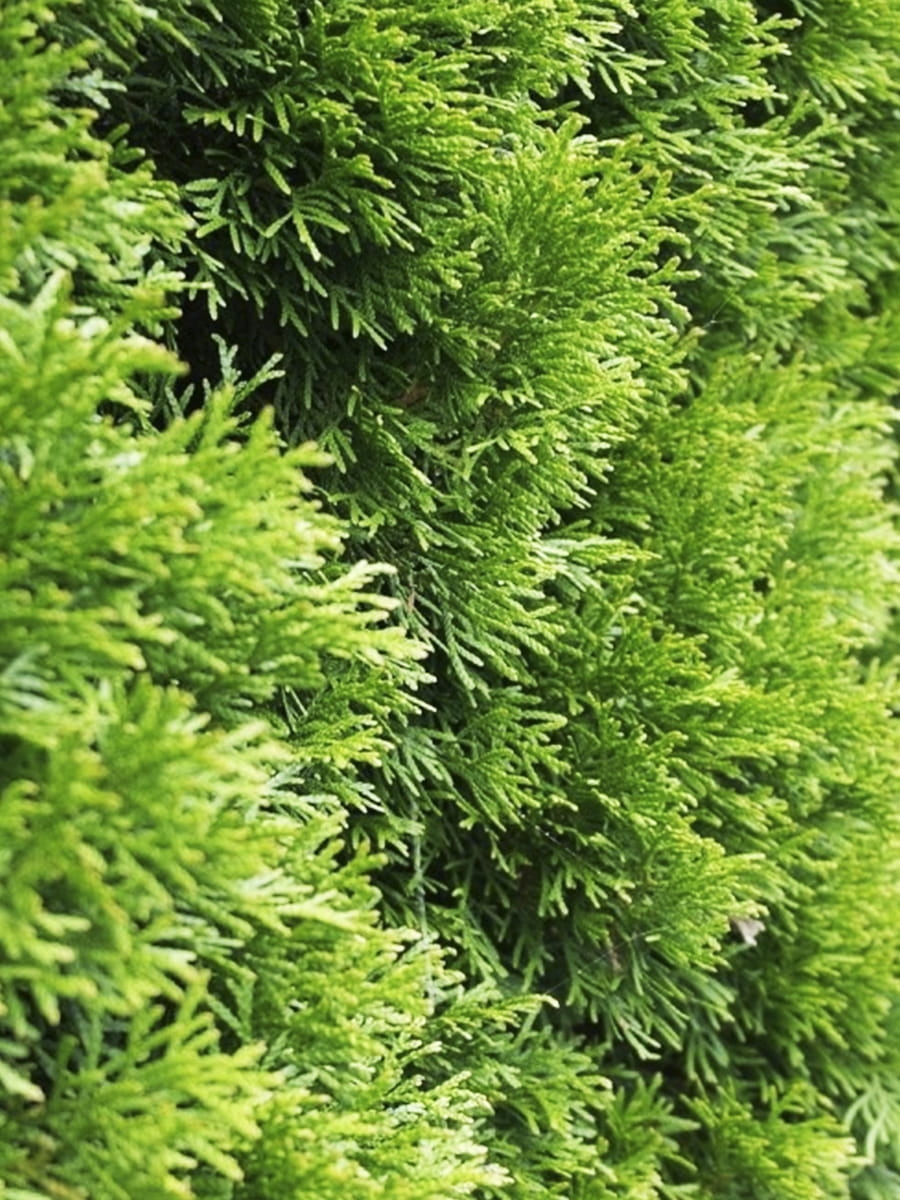 Pakiet tuja SZMARAGD wysokość 120-130 cm - 20 szt. — 8