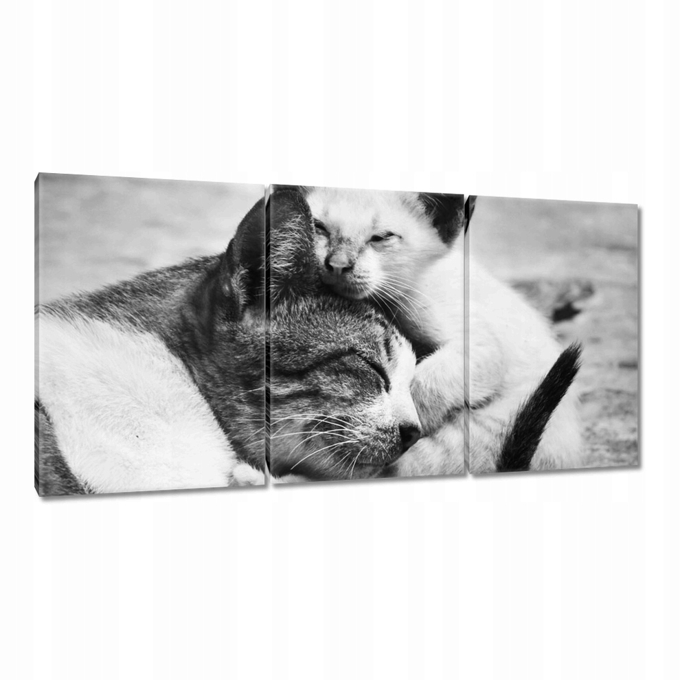 

Obrazy 120x60 Kot Kotek Kotki Koty
