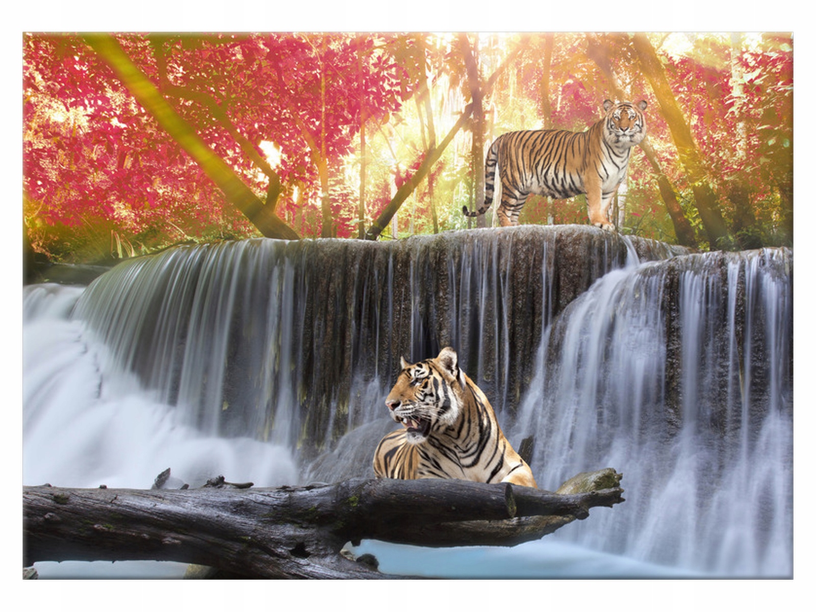 

Obraz Tygrysy przy wodospadzie 70x50 Pejzaż