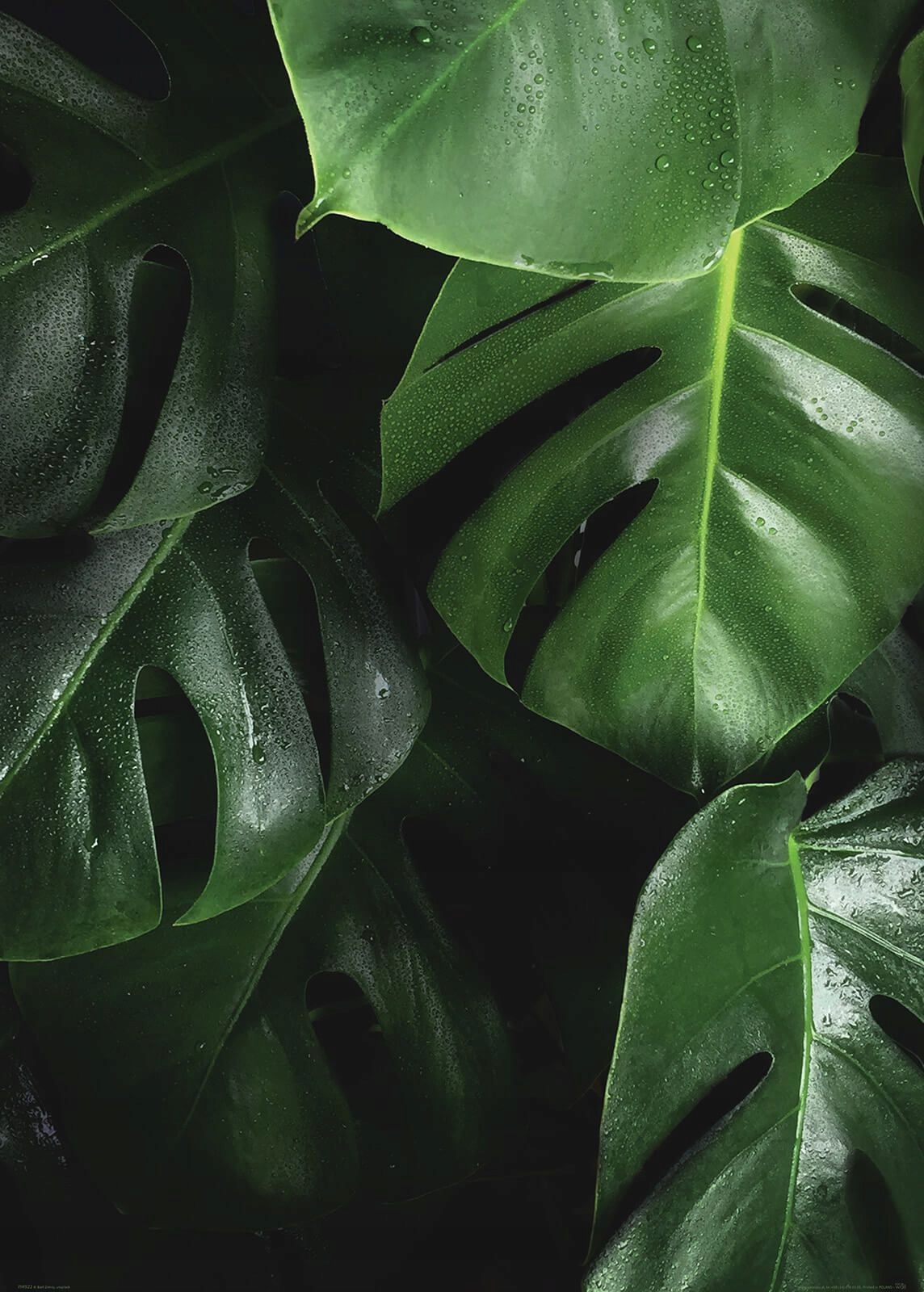

Zielona Monstera plakat na ścianę 50x70 cm