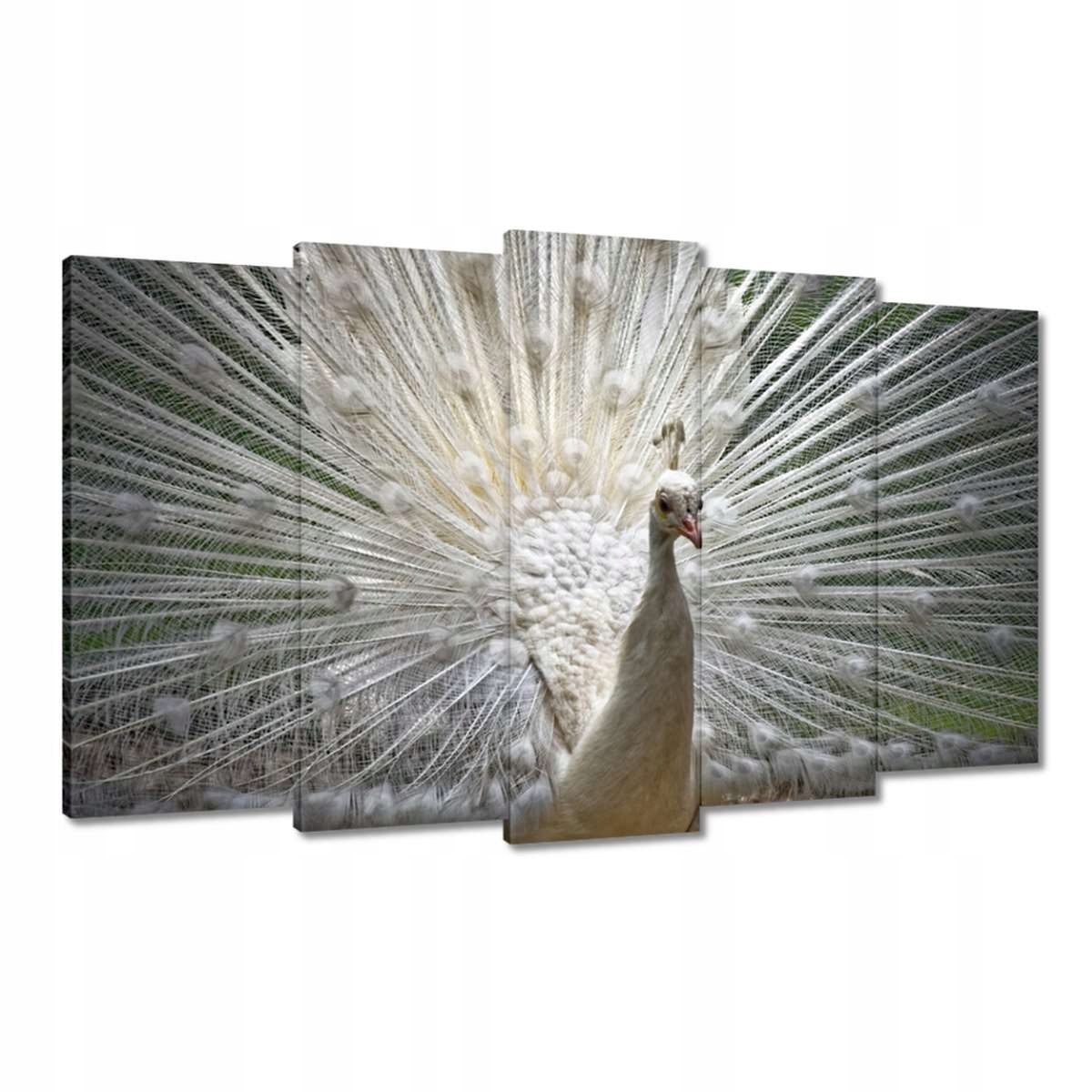 Obrazy 100x60 Ptáci