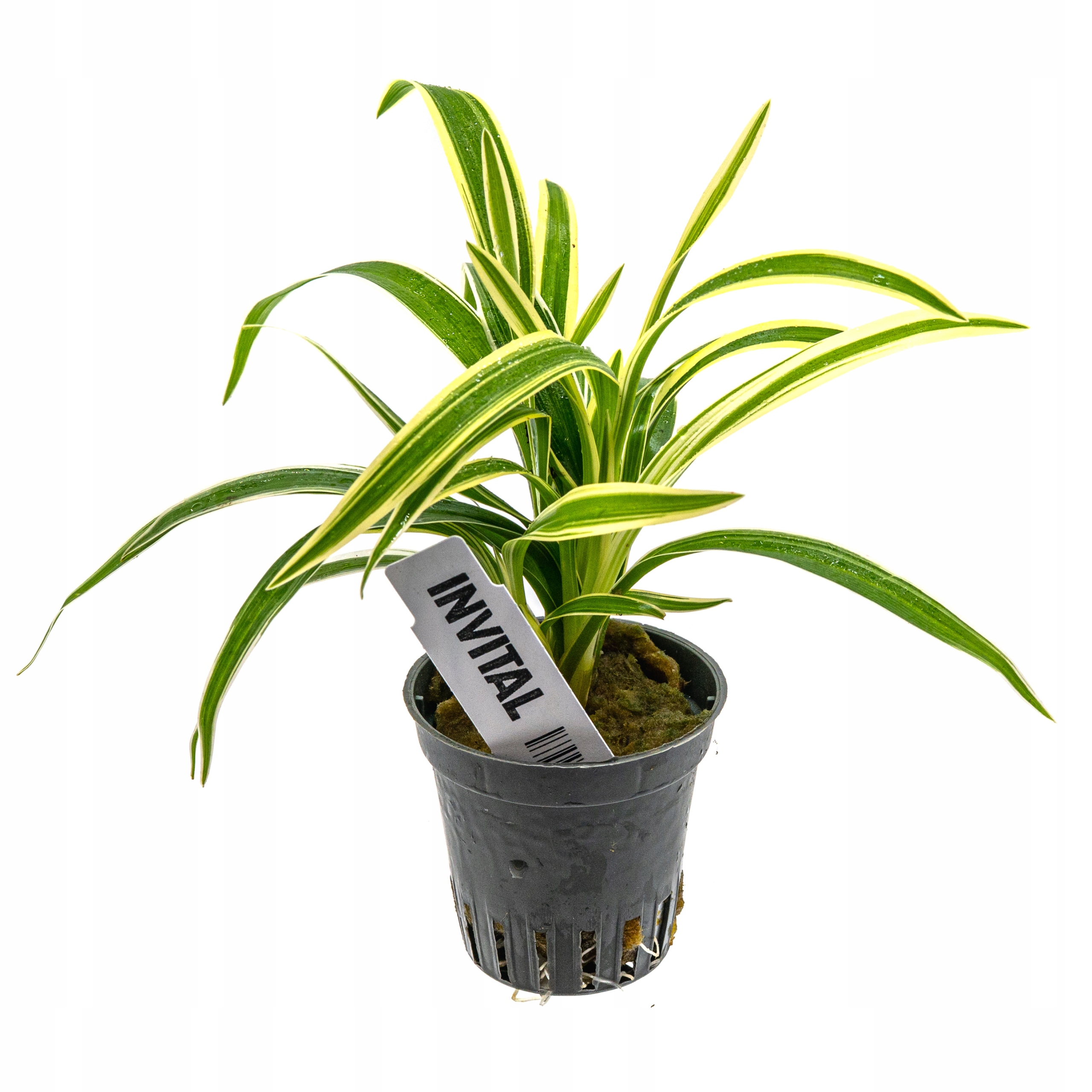 INVITAL Chlorophytum bichetii корзина Ø 5,5 см