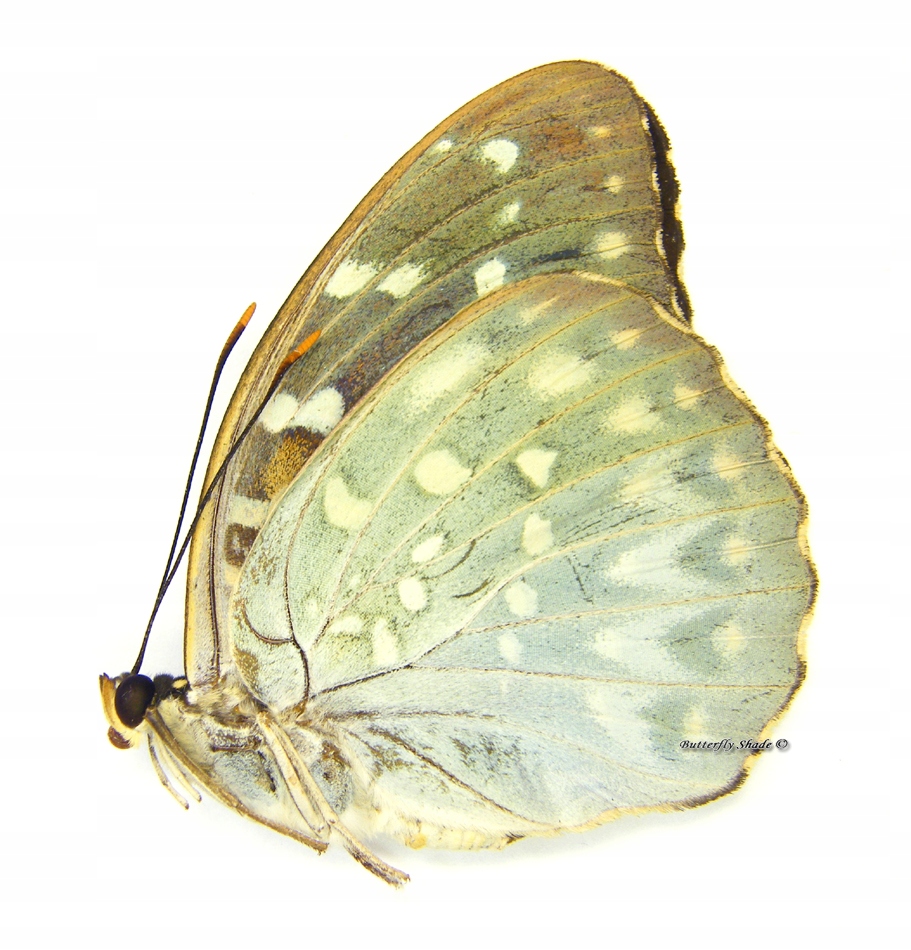 Motyl niepreparowany - Lexias pardalis dirteana, samica