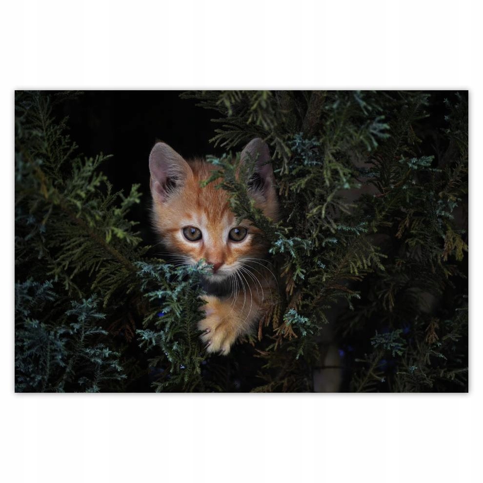 

Plakat 93x62 Kociak