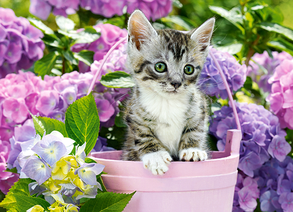 

Puzzle 200 Układanka Zwierzęta Koty Kotki Castor