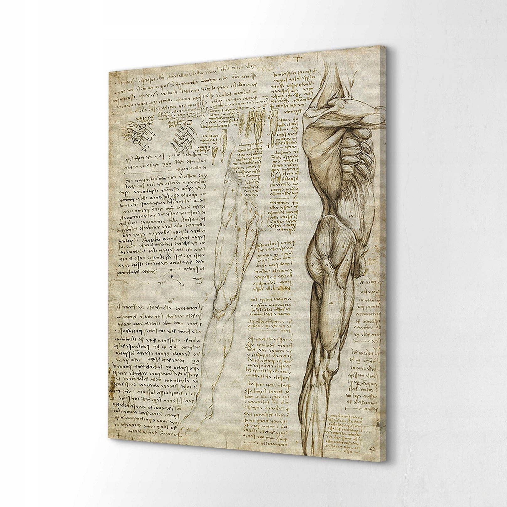 Fotoobraz obraz na plátně 40x60 Svaly nohou Da Vinci