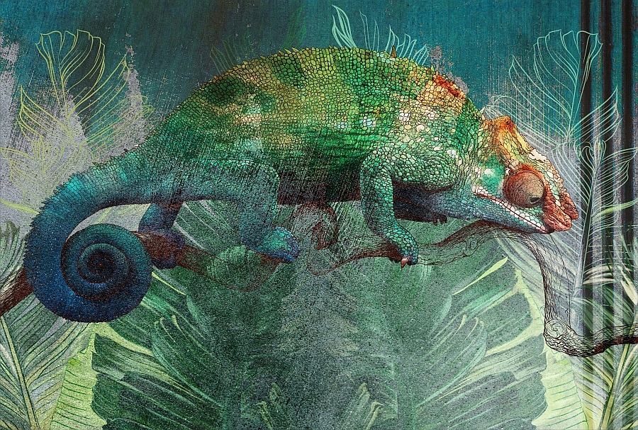 Moderná tapeta nástenný chameleón 368x248 wz1