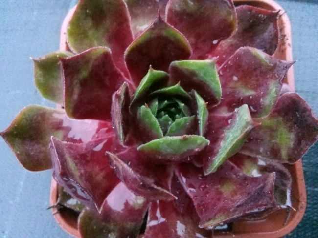 Rojnik 172 ANAK KRAKATAU