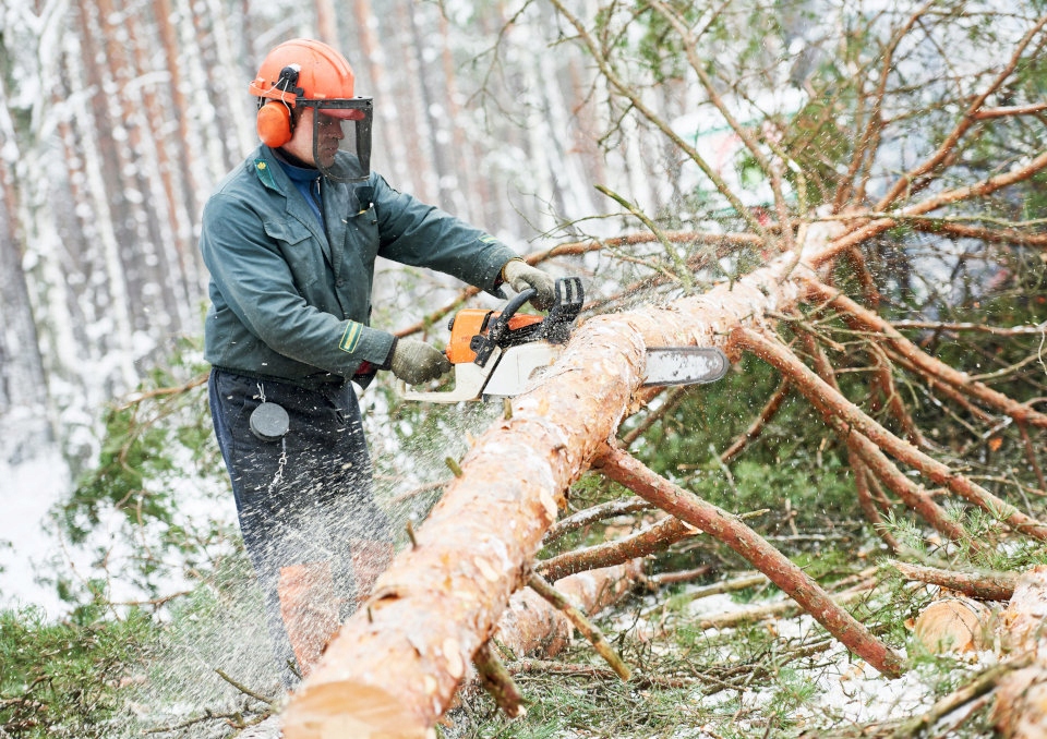 Kurs Drwal Operator Pilarki Spalinowej / PILARZ Drwal 24H